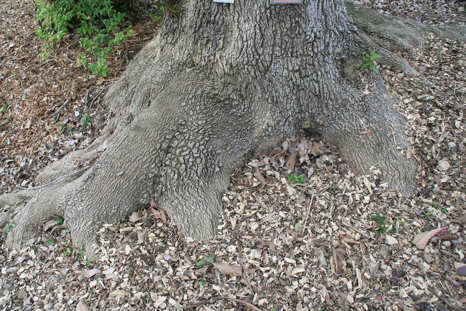 Evergreen Ash (Fraxinus Uhdei) — reaching heights of 20-30 ft with a similar spread