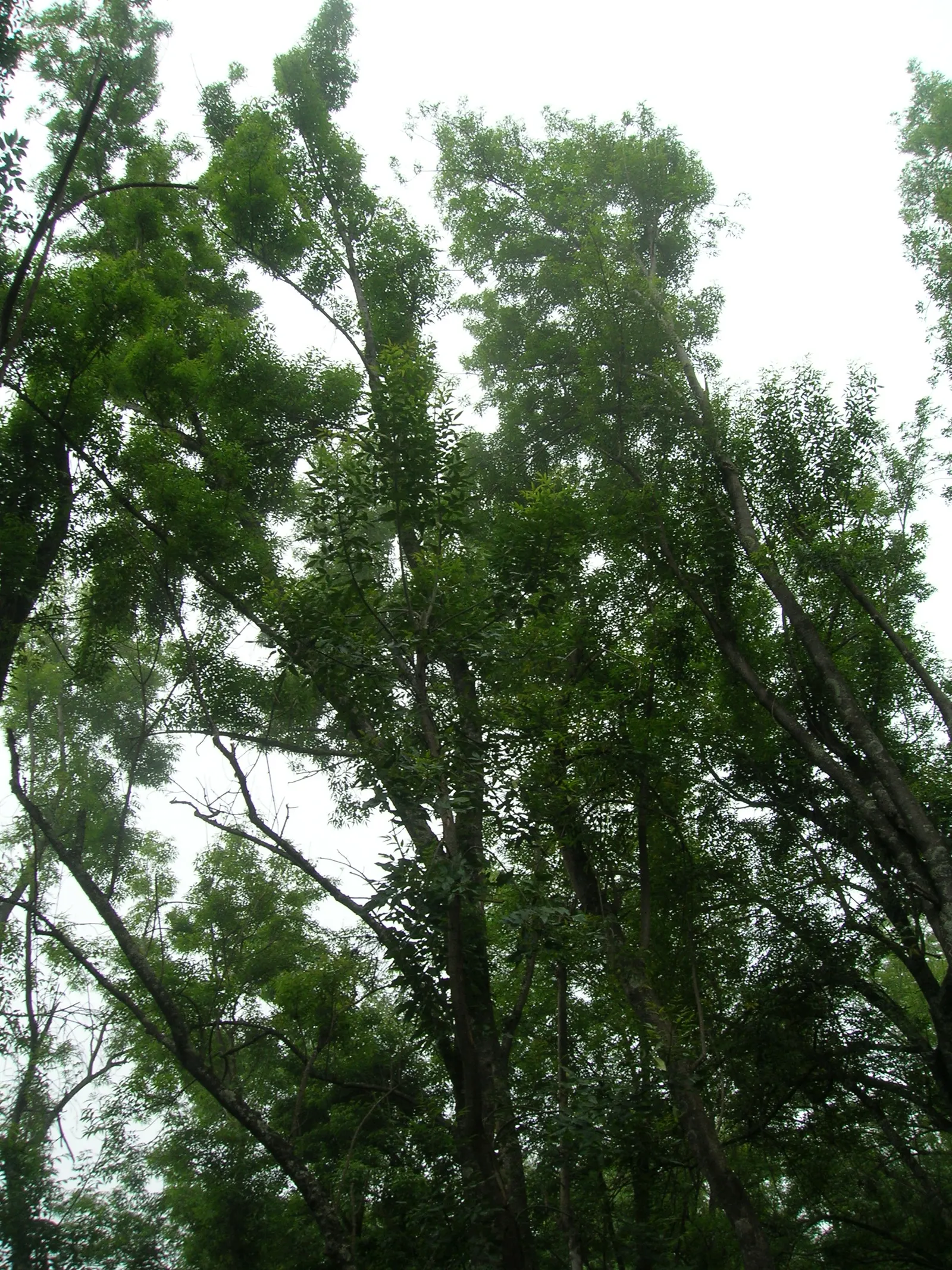 Evergreen Ash (Fraxinus Uhdei) — It requires full sun to partial shade