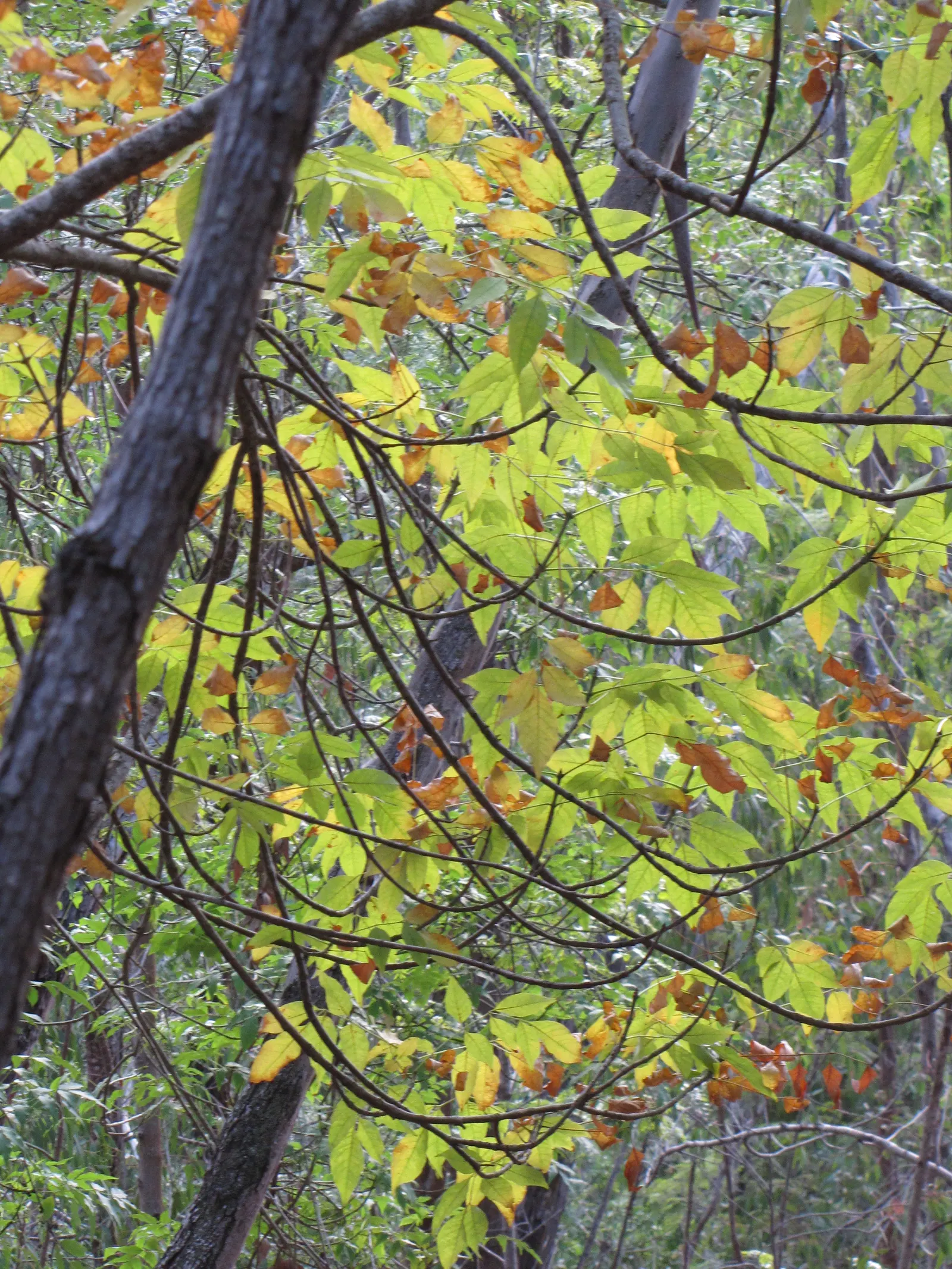 Evergreen Ash (Fraxinus Uhdei) — fast-growing shade tree cherished for its lush
