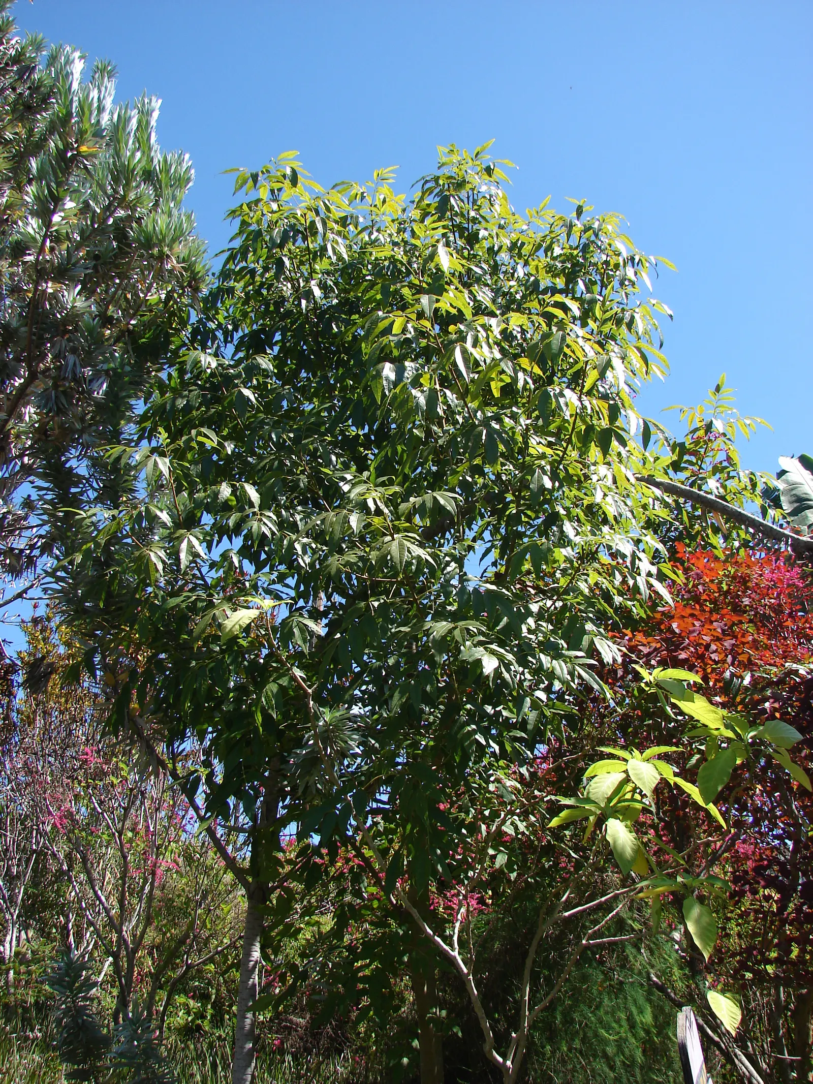 Evergreen Ash (Fraxinus Uhdei) — the Evergreen Ash can reach impressive heights between 30 to 50 feet