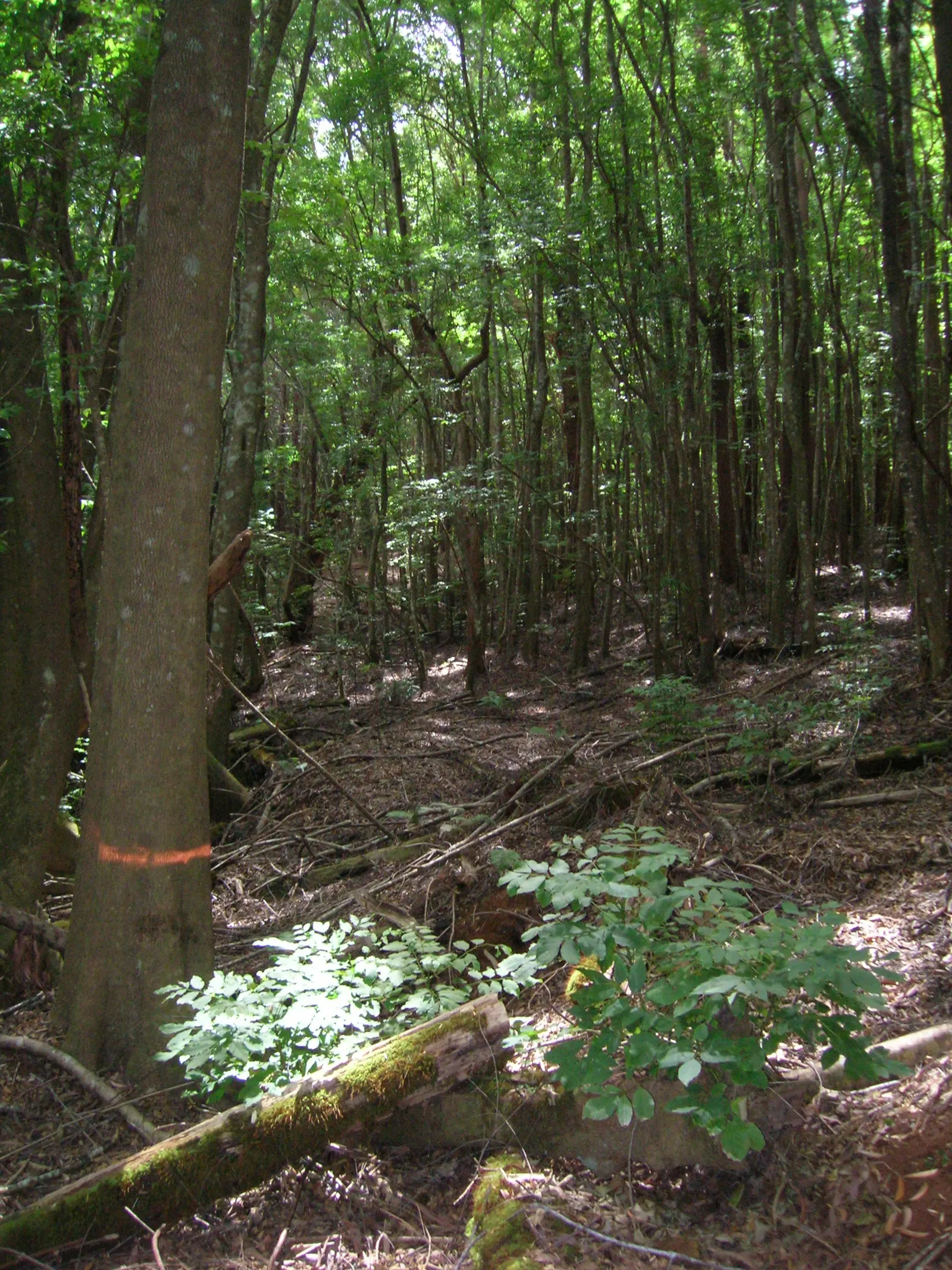 Evergreen Ash (Fraxinus Uhdei) — The Evergreen Ash (Fraxinus uhdei) is an attractive; ideally suited for zones 9-11, this hardy ash thrives in full sun and