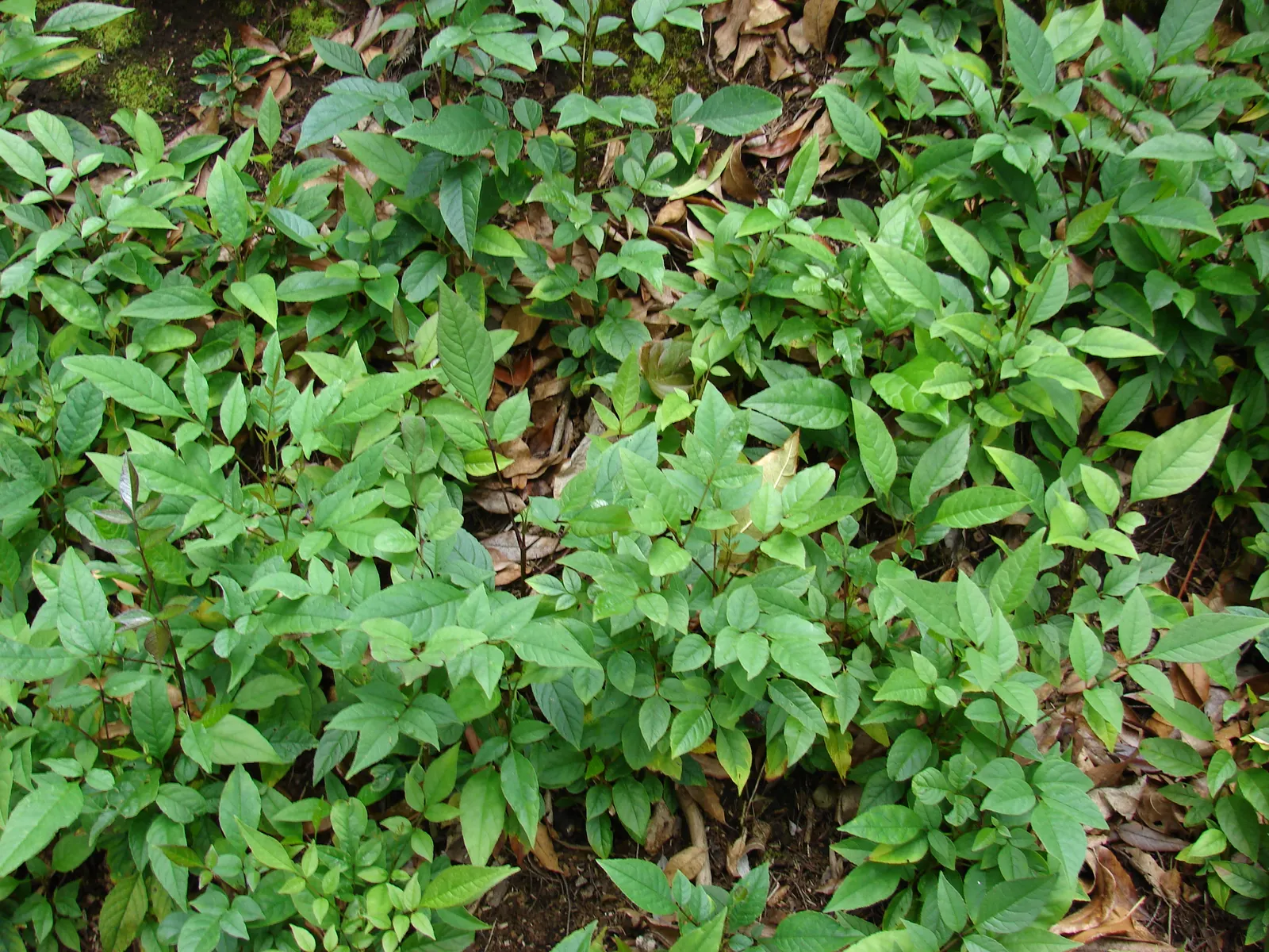 Evergreen Ash (Fraxinus Uhdei) — The Evergreen Ash (Fraxinus uhdei) is an attractive