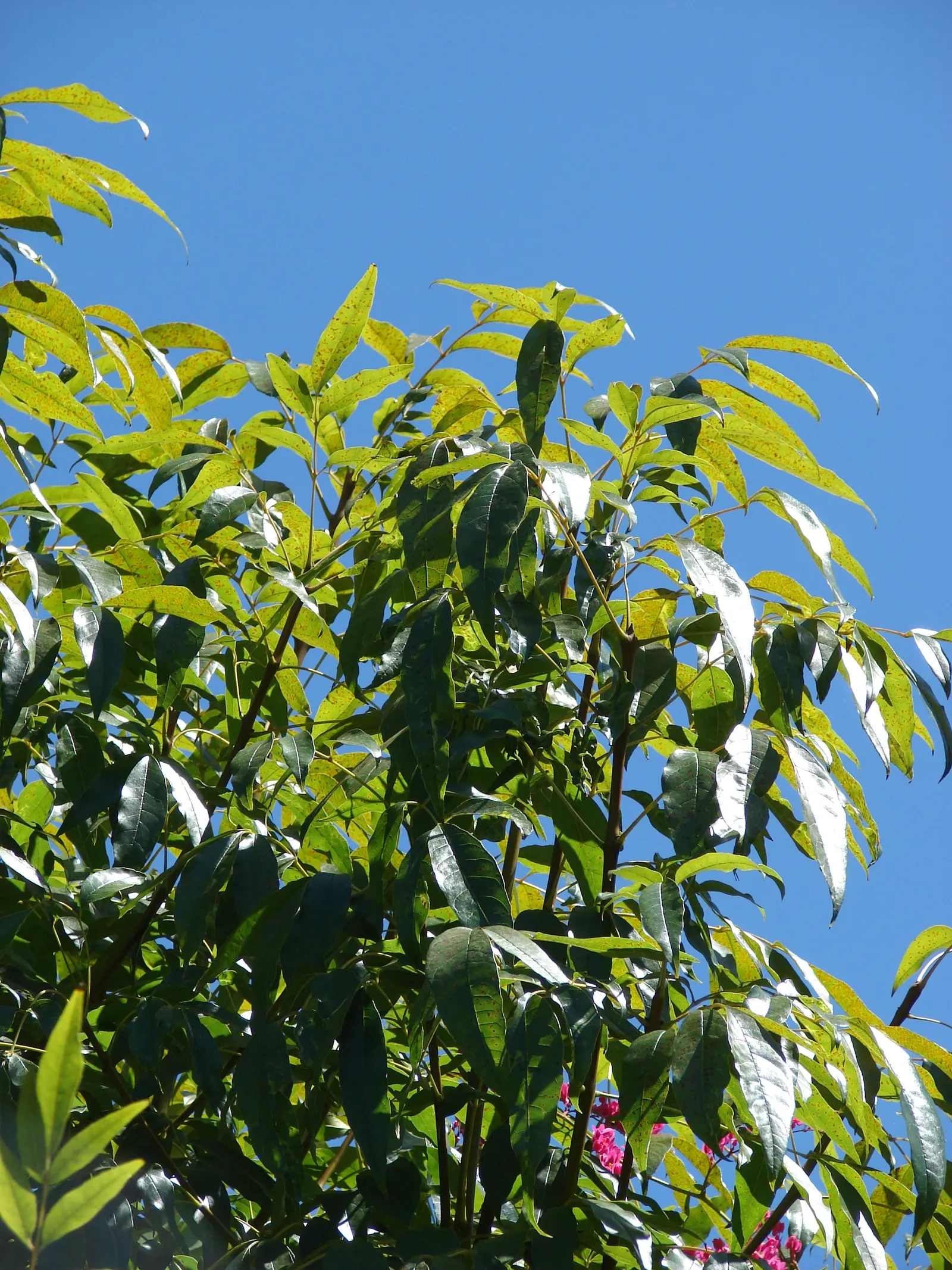 Evergreen Ash (Fraxinus Uhdei) — Regular pruning helps maintain its shape and health