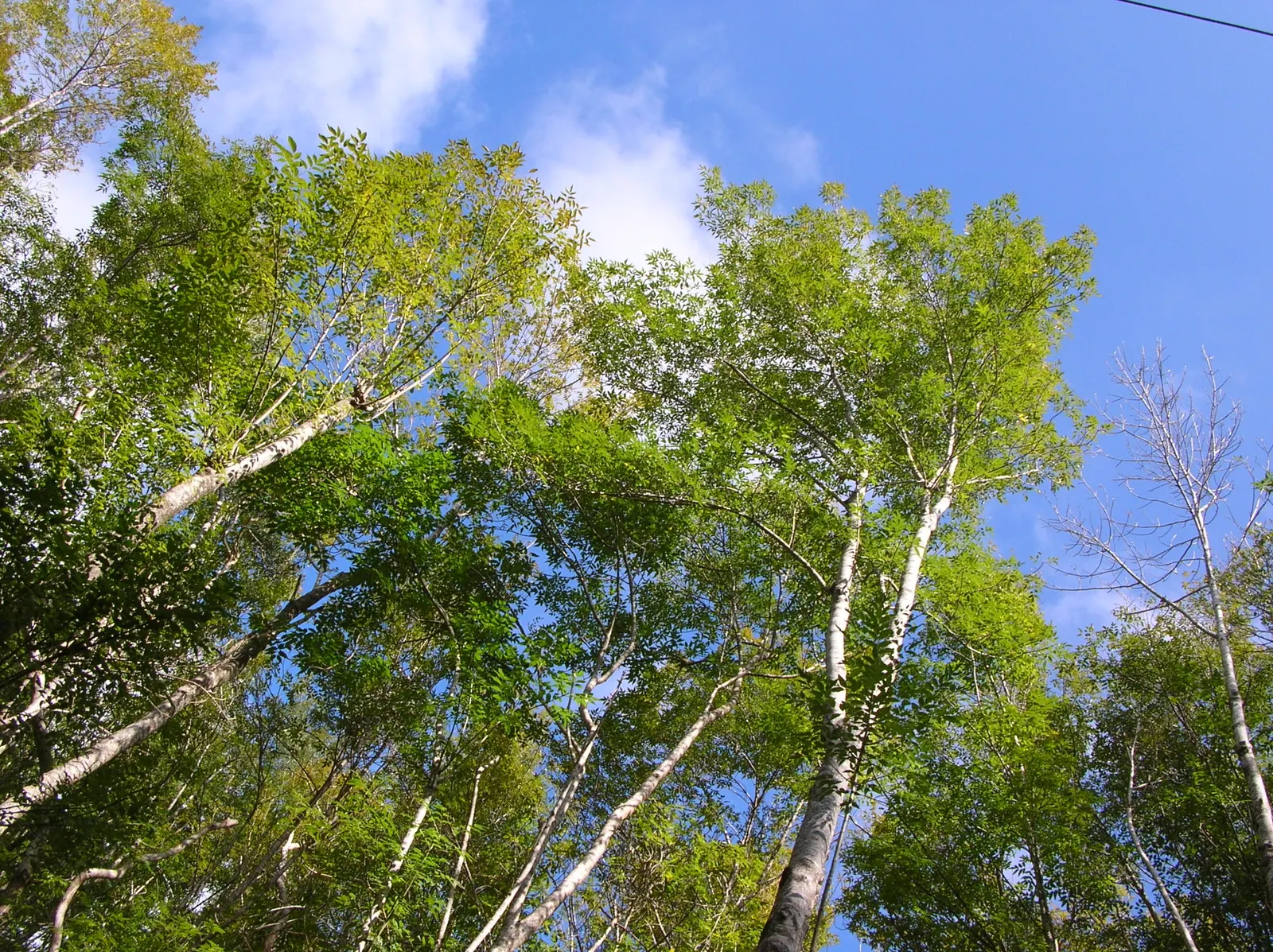 Evergreen Ash (Fraxinus Uhdei) — with a canopy spread of 30 to 40 feet