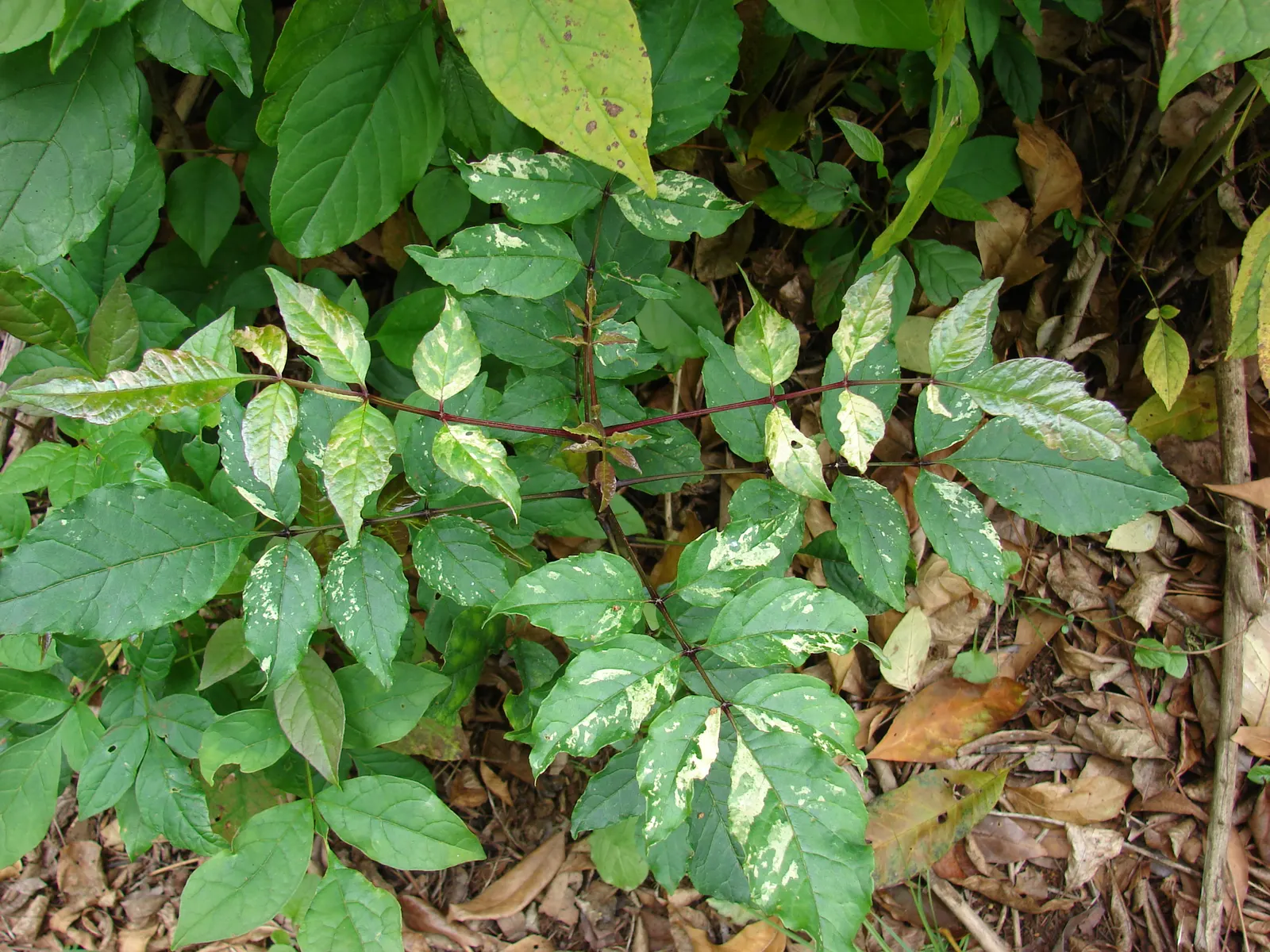 Evergreen Ash (Fraxinus Uhdei) — One important note for the client is that while this species is evergreen in warmer climates