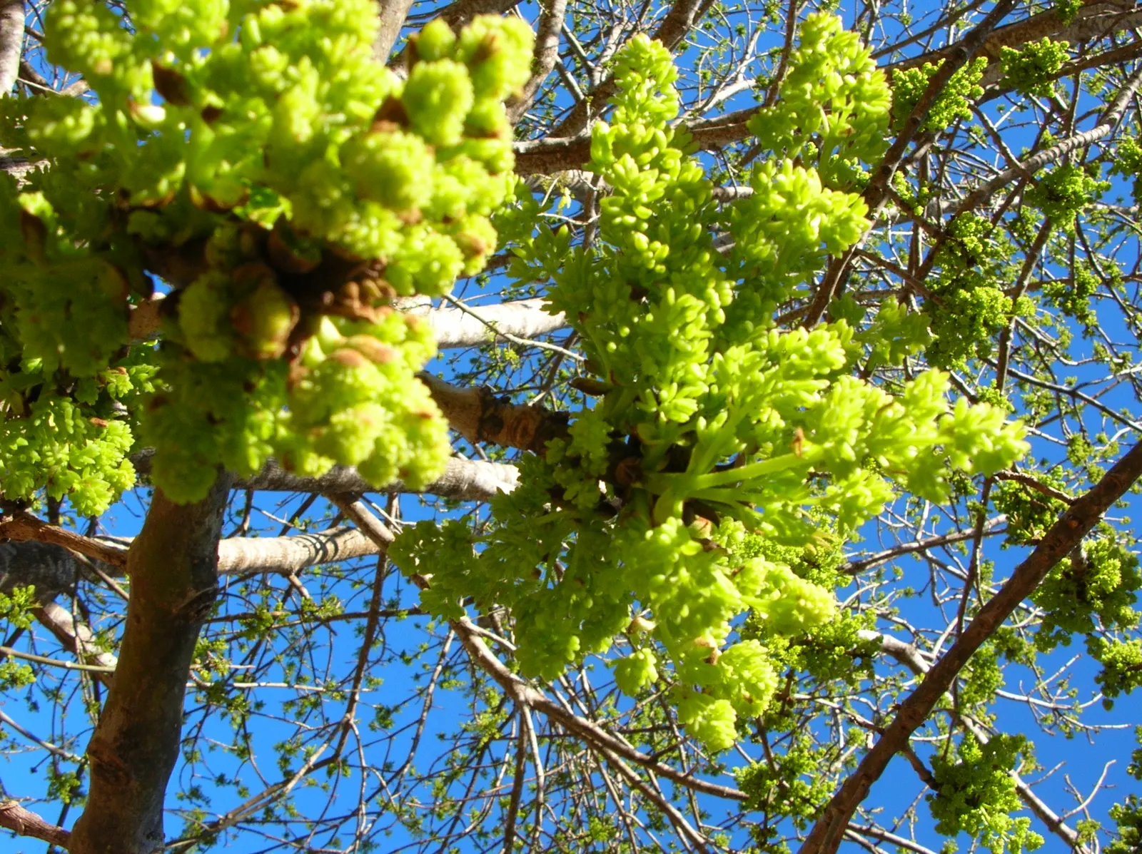 Evergreen Ash (Fraxinus Uhdei) — tolerant of urban pollution