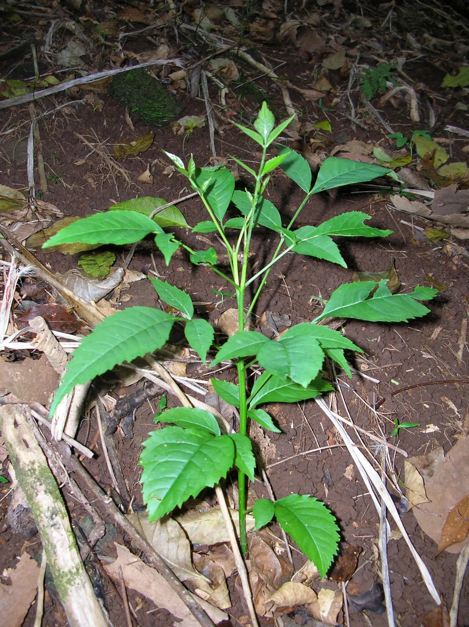 Evergreen Ash (Fraxinus Uhdei) — this species is well-suited to a variety of temperate landscapes