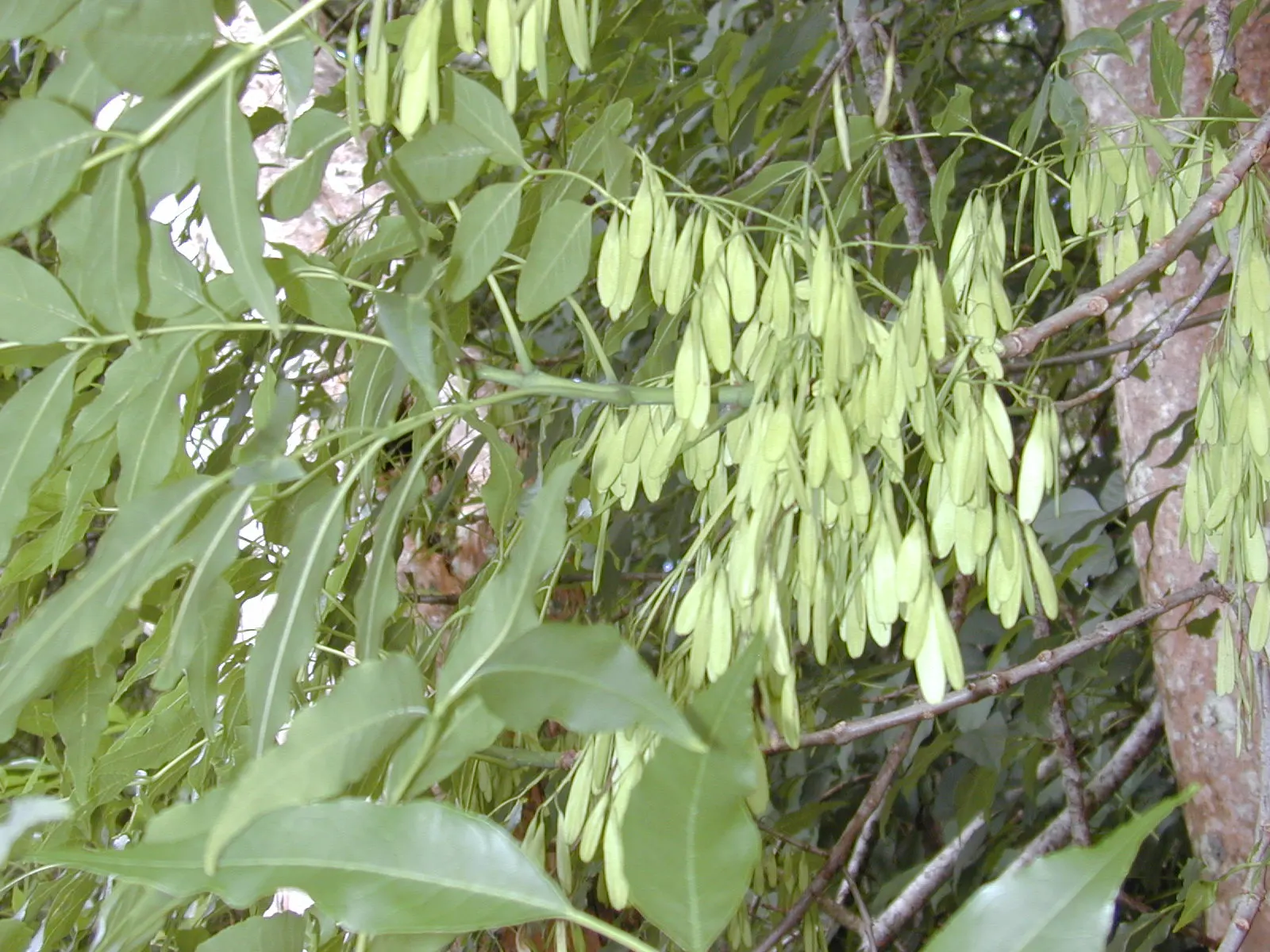 Evergreen Ash (Fraxinus Uhdei) — Its lustrous, pinnate leaves maintain a vibrant green year-round, offering consistent foliage; and adaptable to a range of
