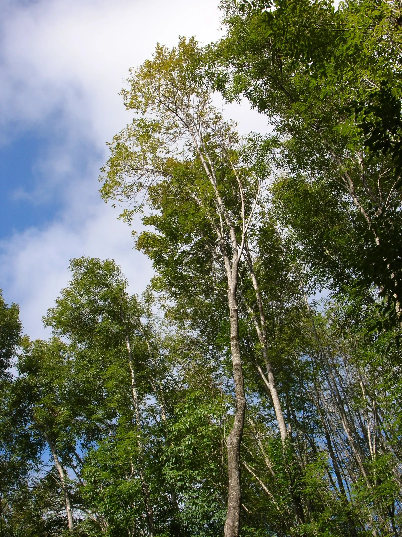 Evergreen Ash (Fraxinus Uhdei) — which means it can withstand minimum temperatures of 0 to 40 degrees Fahrenheit.<br><br>Upon maturity; and adaptable to a