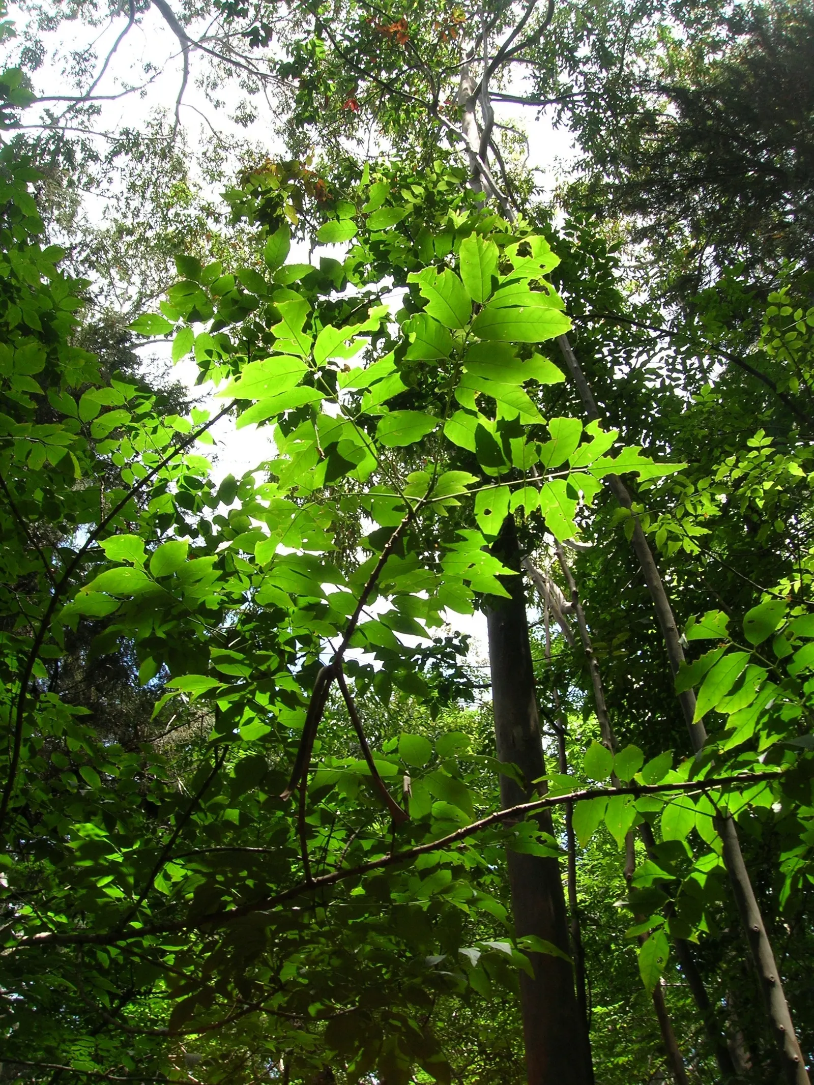 Evergreen Ash (Fraxinus Uhdei) — the tree exhibits some drought resistance once established