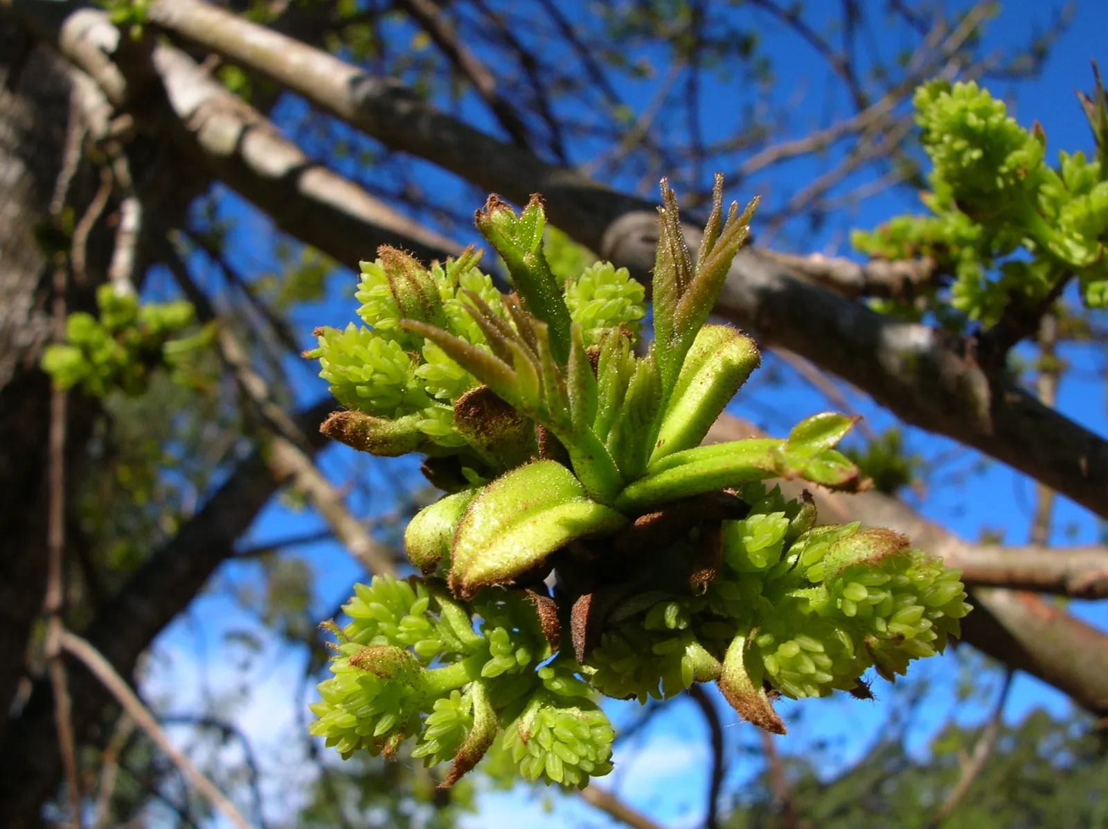 Evergreen Ash (Fraxinus Uhdei) — The Evergreen Ash thrives in USDA Hardiness Zones 7 to 11