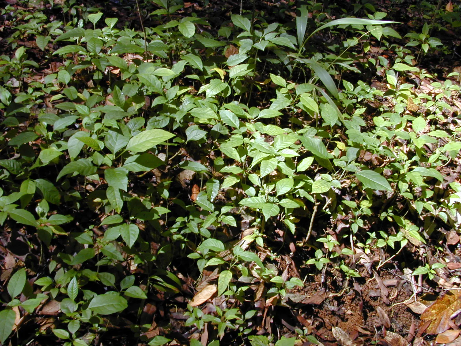 Evergreen Ash (Fraxinus Uhdei) — It showcases pinnate leaves that are about 6 to 10 inches long, with each leaf housing 5 to 9 glossy leaflets
