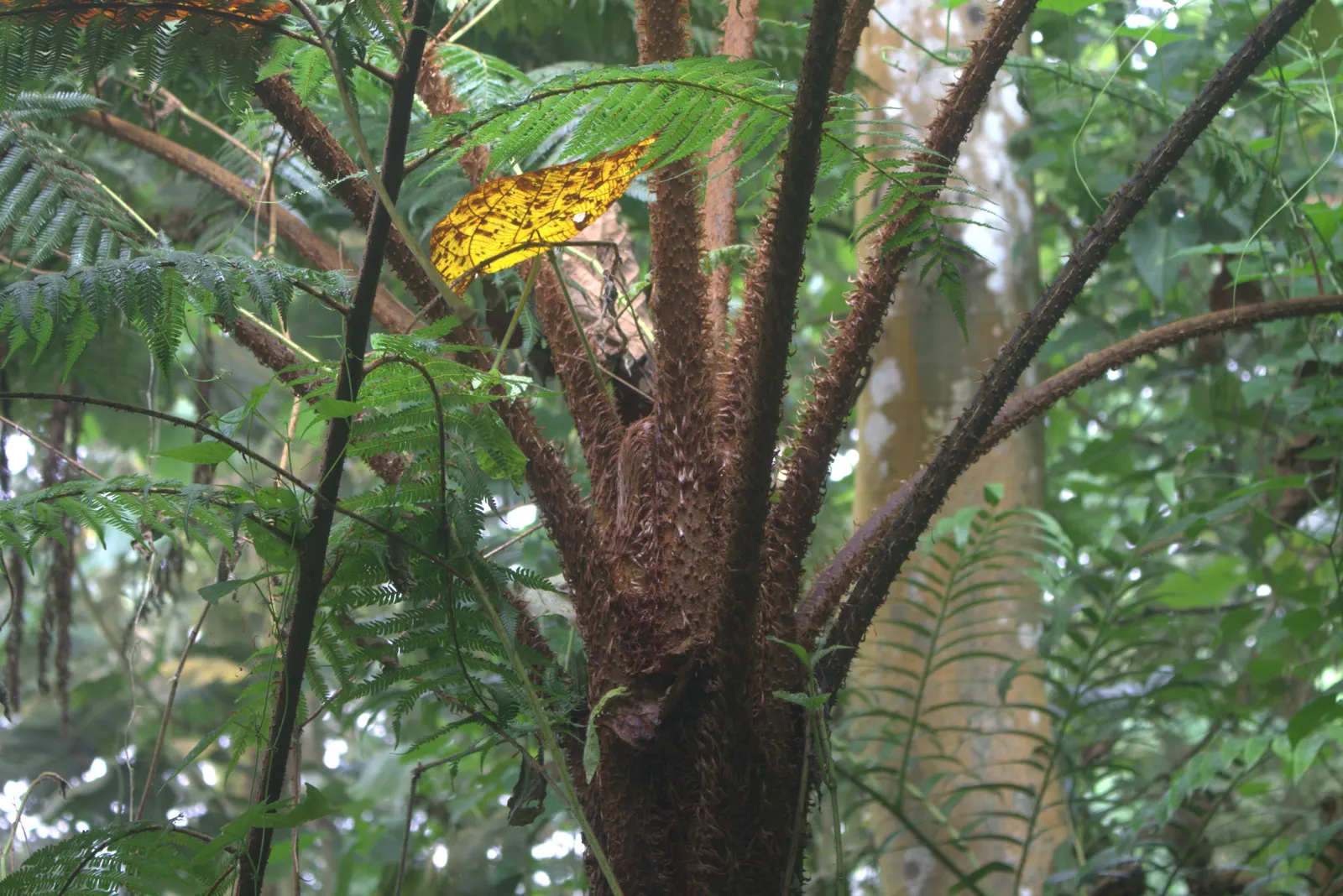 Evergreen Ash (Fraxinus Uhdei) — Its lustrous, pinnate leaves maintain a vibrant green year-round, offering consistent foliage