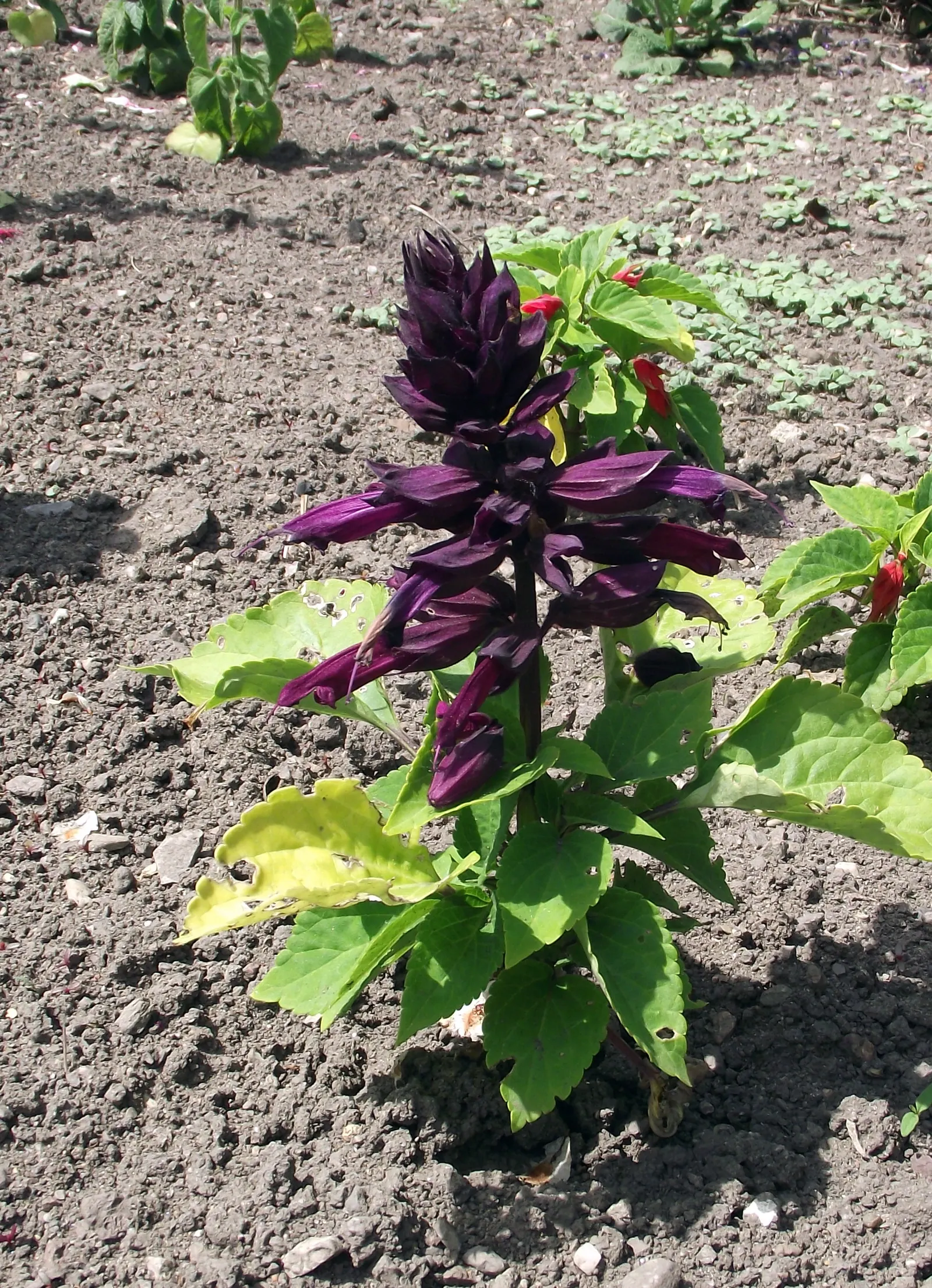 Purple Garden Sage (Salvia Officinalis 'Purpurascens') — Its standout feature is the rich, purple-toned foliage which adds a splash of color to any landscape