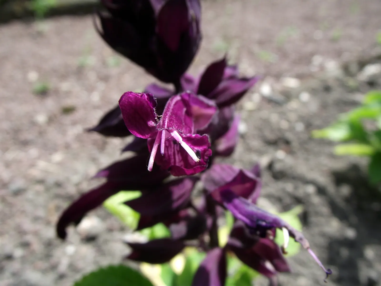 Purple Garden Sage (Salvia Officinalis 'Purpurascens') — and their hue intensifies when they receive full sunlight