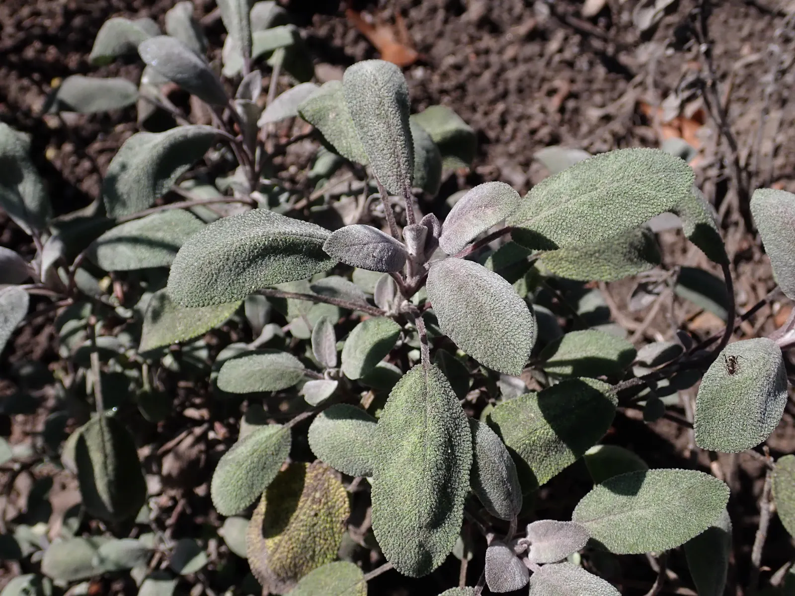 Purple Garden Sage (Salvia Officinalis 'Purpurascens') — this plant is not only visually pleasing but also serves as a practical addition to culinary gardens