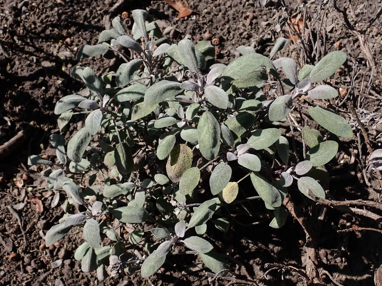Purple Garden Sage (Salvia Officinalis 'Purpurascens') — perennial / shrub with blue blooms