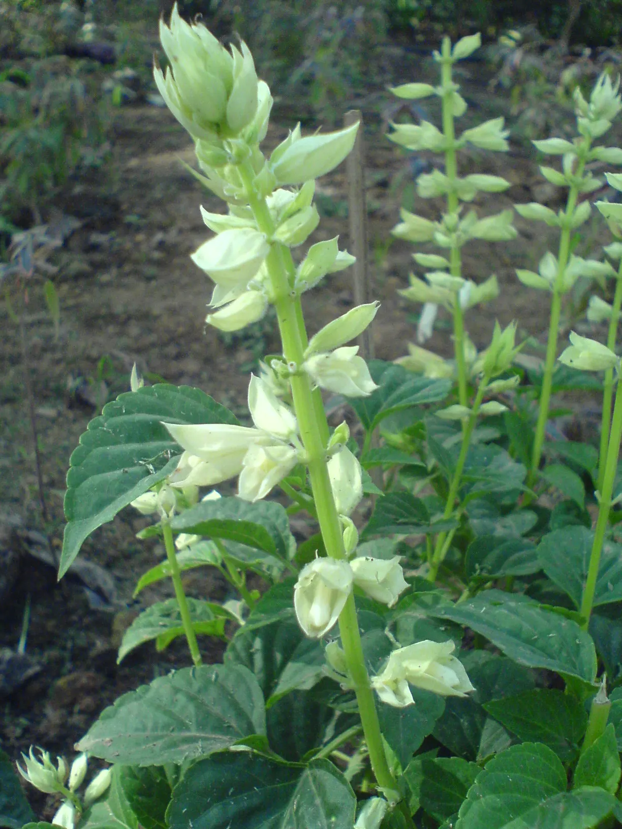 Purple Garden Sage (Salvia Officinalis 'Purpurascens') — It is drought-tolerant once established
