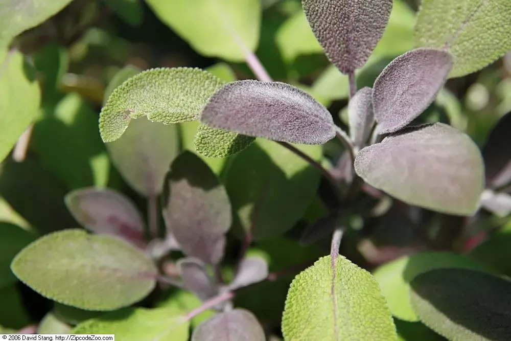 Purple Garden Sage (Salvia Officinalis 'Purpurascens') — Featuring a robust growth habit