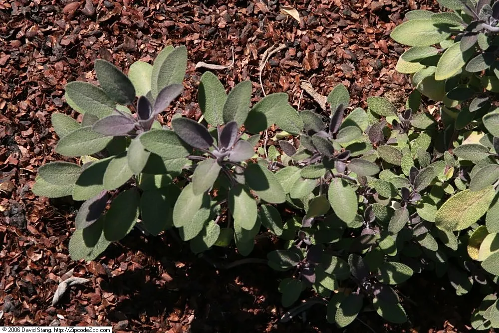 Purple Garden Sage (Salvia Officinalis 'Purpurascens') — is a striking perennial herb that offers both aesthetic appeal and culinary uses