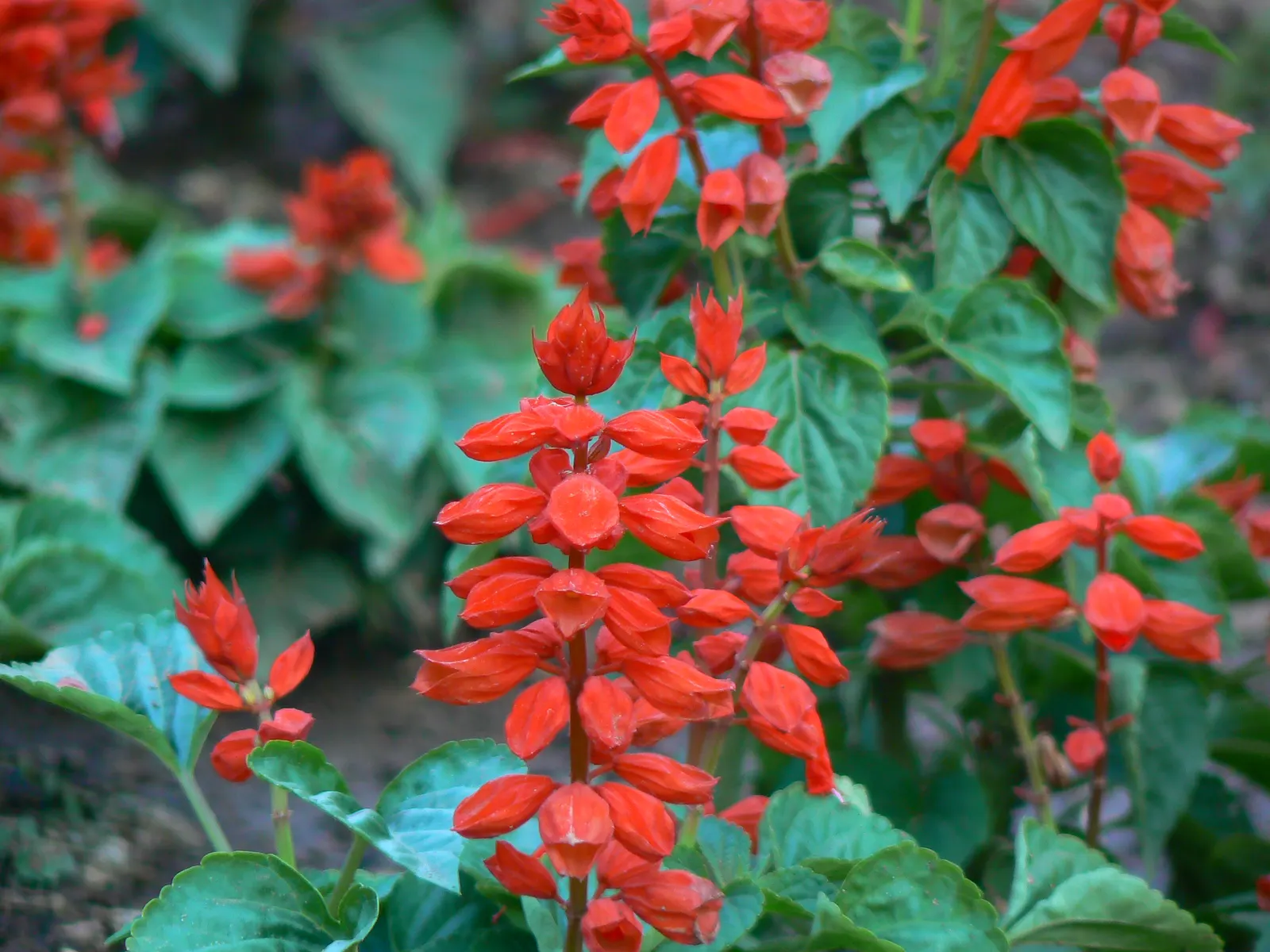Purple Garden Sage (Salvia Officinalis 'Purpurascens') — its aromatic leaves can be harvested and used in a myriad of culinary dishes