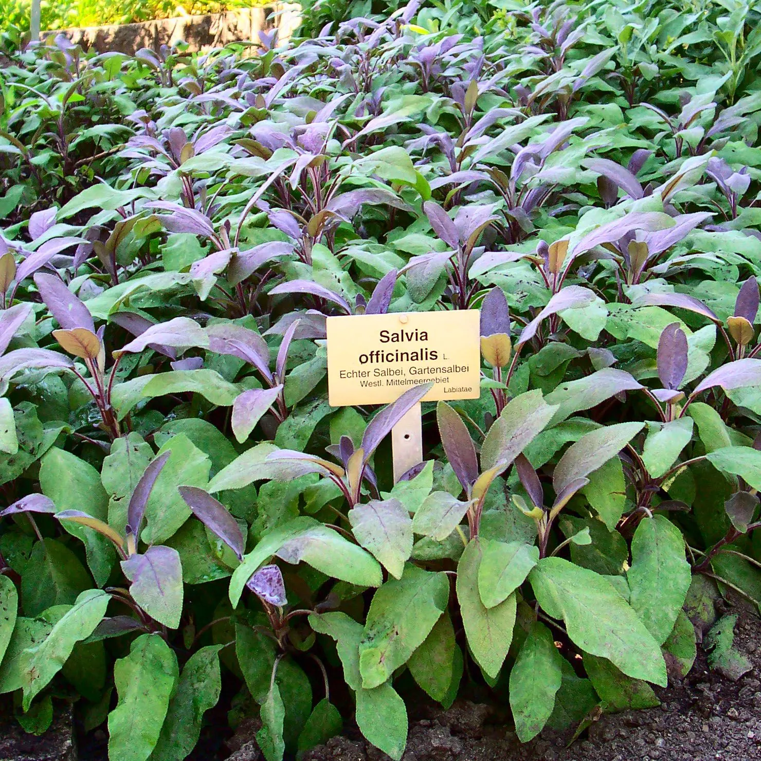Purple Garden Sage (Salvia Officinalis 'Purpurascens') — scientifically known as Salvia officinalis 'Purpurascens'