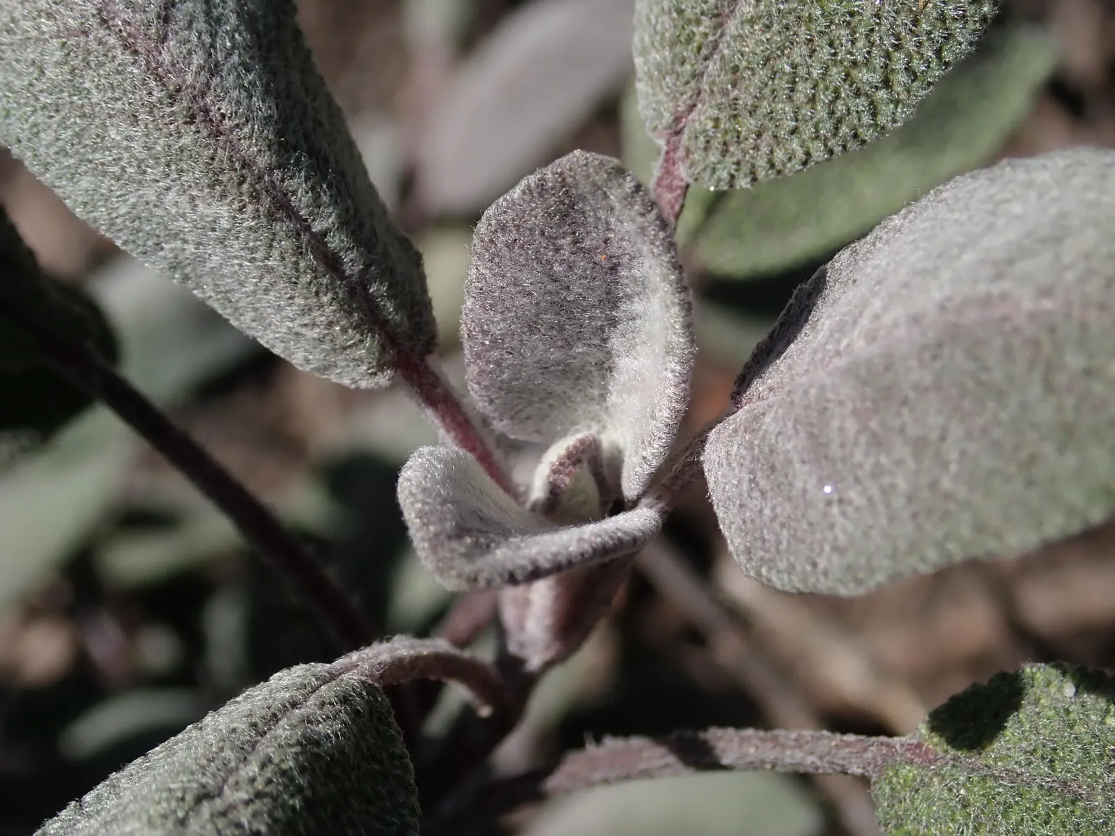 Purple Garden Sage (Salvia Officinalis 'Purpurascens') — Thriving in full sun, this perennial reaches up to 2 feet in height and spreads 2 to 3 feet; though
