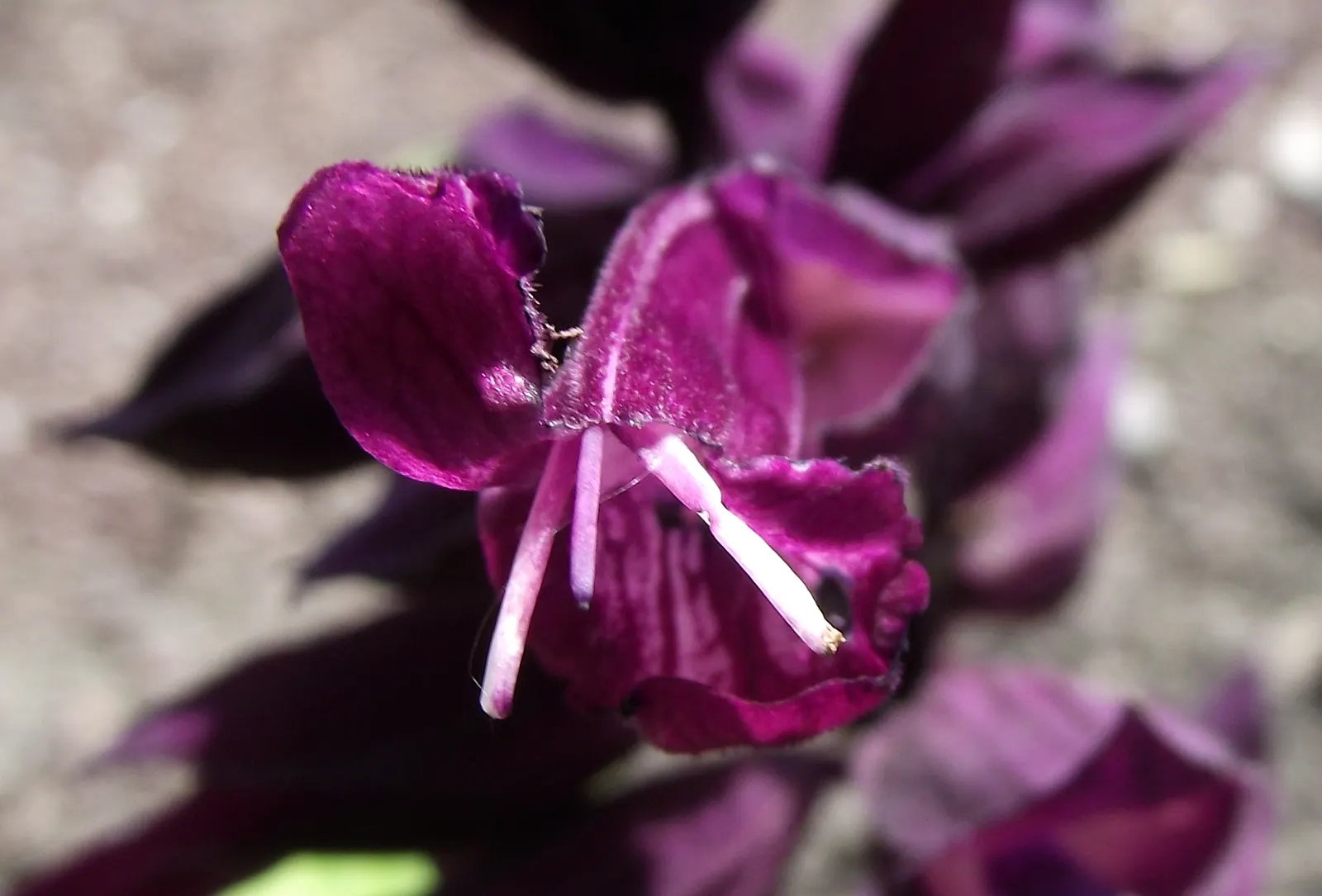 Purple Garden Sage (Salvia Officinalis 'Purpurascens') — The Purple Garden Sage, Salvia officinalis 'Purpurascens', stands out with its aromatic, purplish-gray