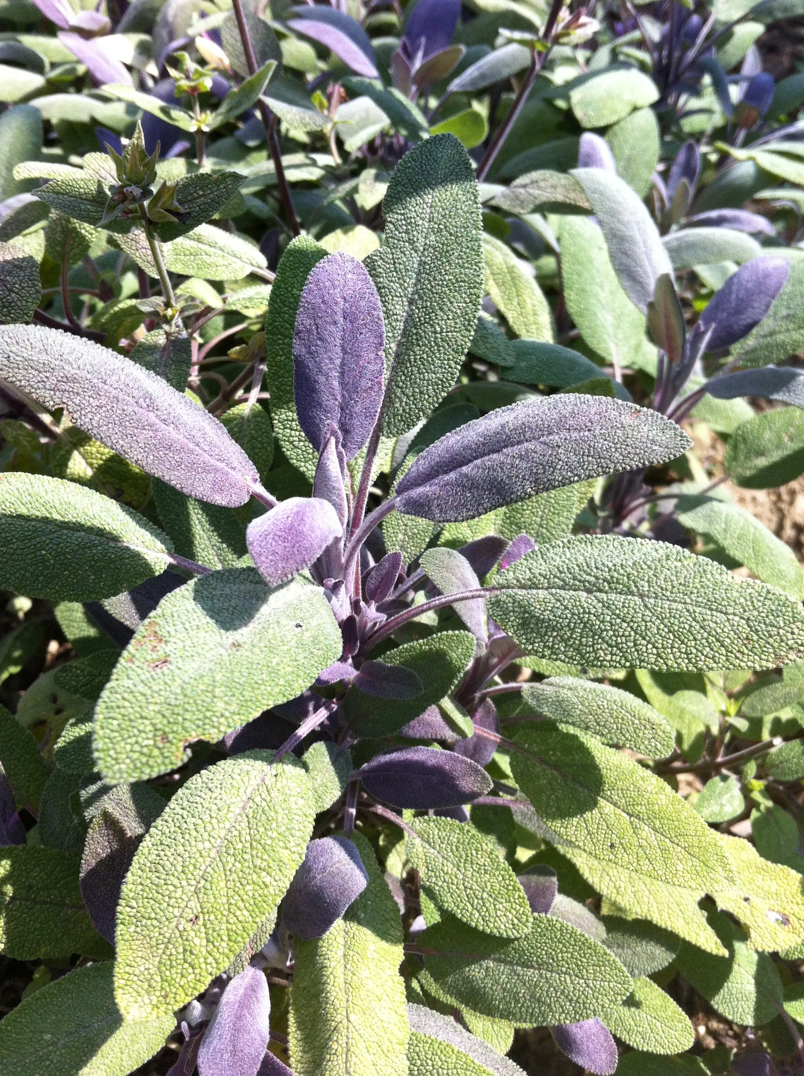 Purple Garden Sage (Salvia Officinalis 'Purpurascens') — Thriving in full sun, this perennial reaches up to 2 feet in height and spreads 2 to 3 feet