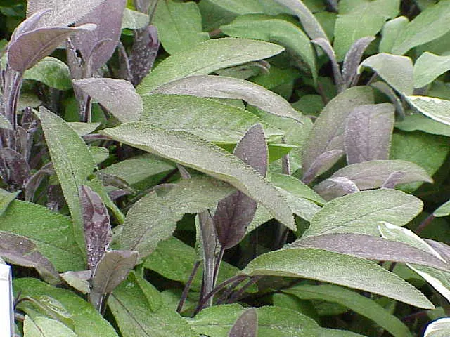 Purple Garden Sage (Salvia Officinalis 'Purpurascens') — Hardy in zones 5 through 9, it offers culinary and ornamental uses