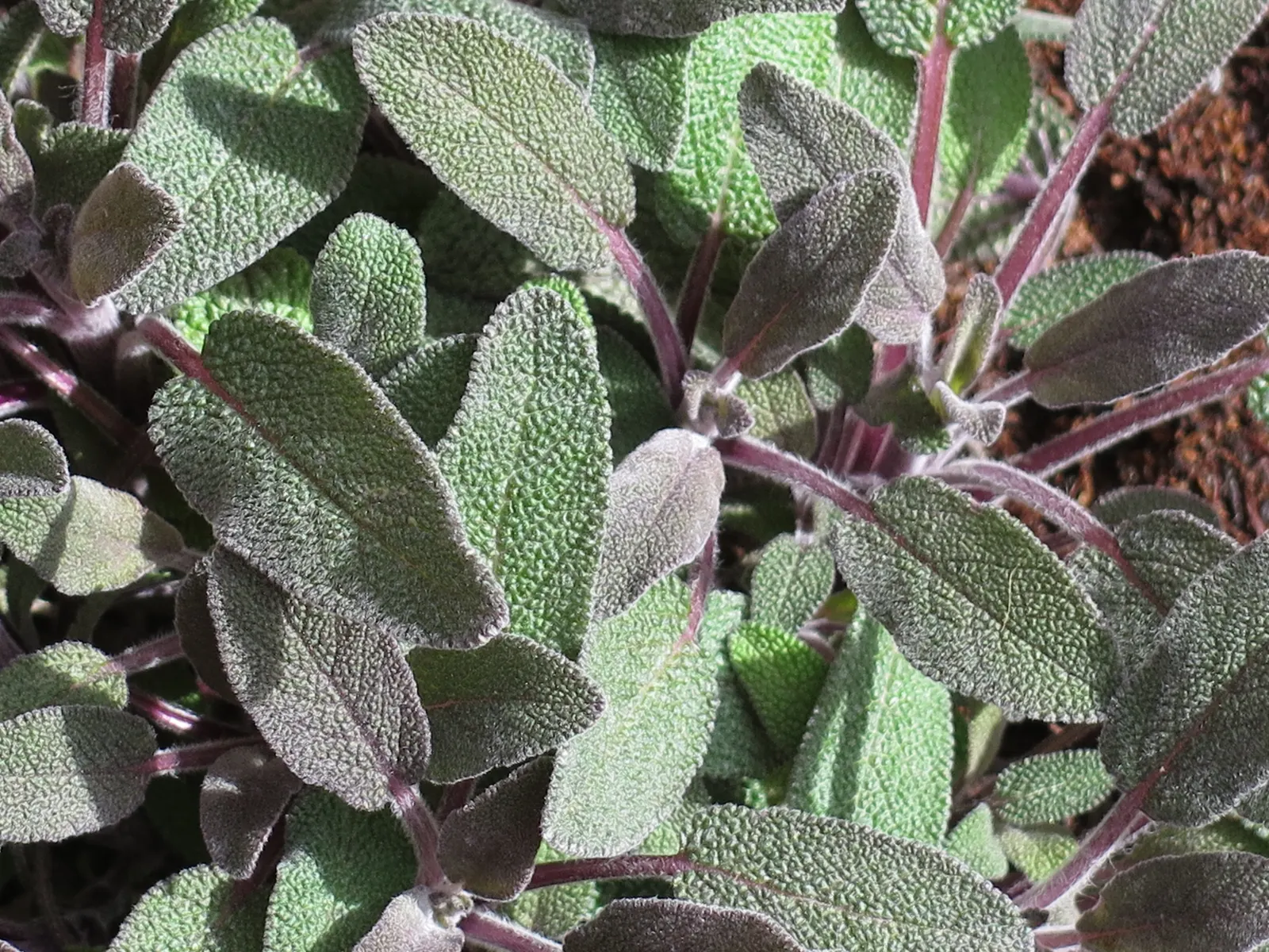 Purple Garden Sage (Salvia Officinalis 'Purpurascens') — though the plant can tolerate partial shade.<br><br>During late spring to early summer