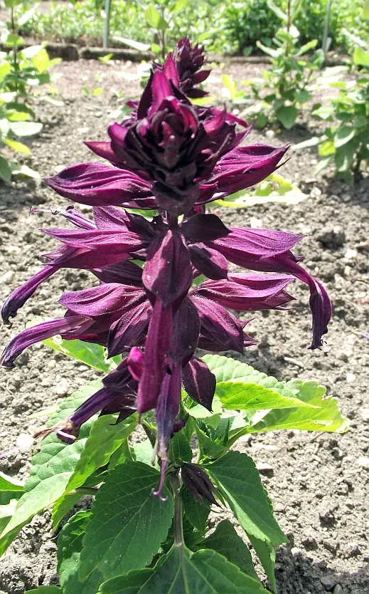 Purple Garden Sage (Salvia Officinalis 'Purpurascens') — Salvia officinalis 'Purpurascens' thrives in USDA Hardiness Zones 5 through 9 and prefers well-drained