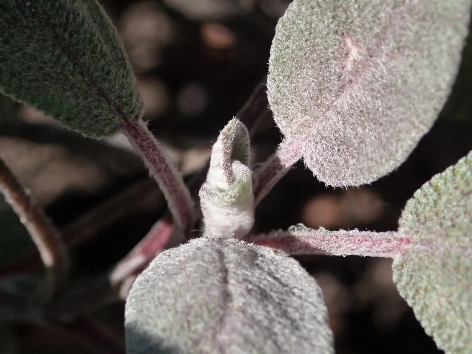Purple Garden Sage (Salvia Officinalis 'Purpurascens') — Its striking color adds depth to herb gardens and borders, while attracting pollinators, image 23