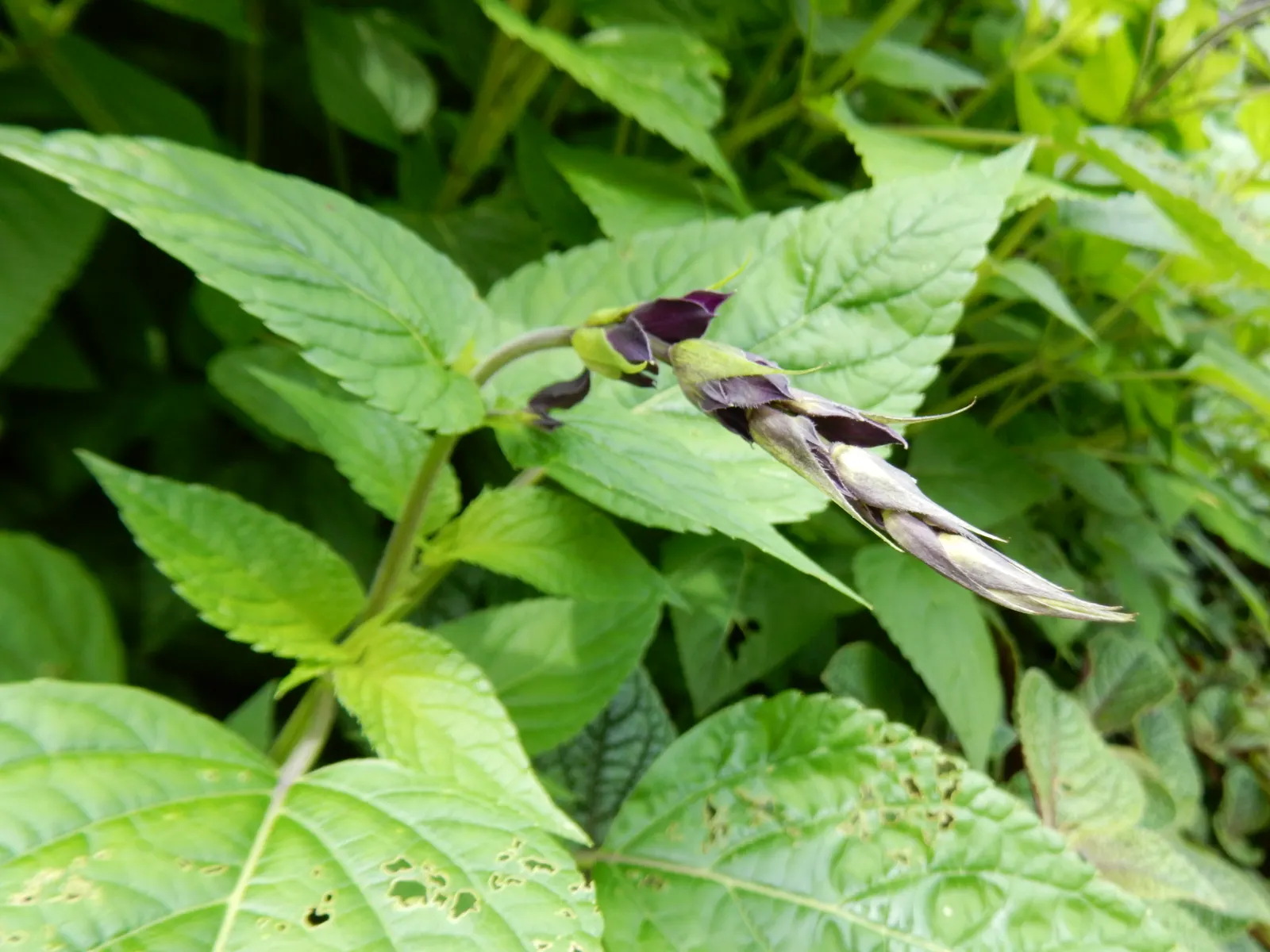 Purple Garden Sage (Salvia Officinalis 'Purpurascens') — attracting a variety of pollinators to your garden