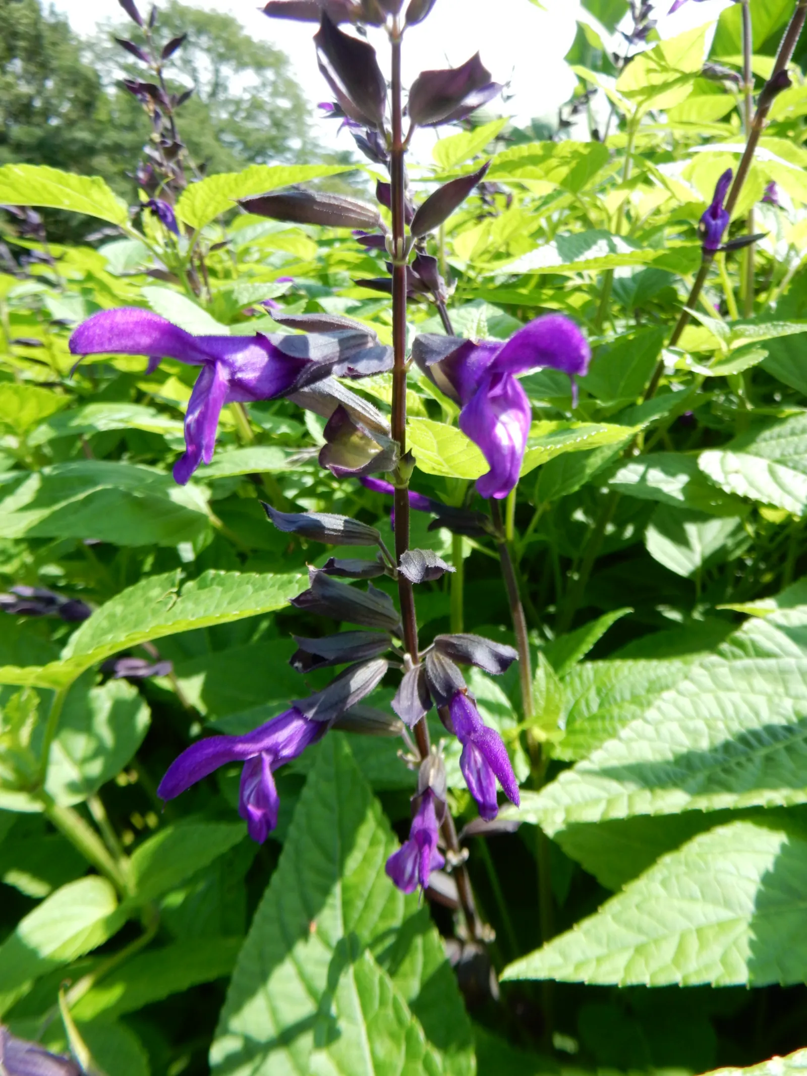Purple Garden Sage (Salvia Officinalis 'Purpurascens') — The Purple Garden Sage, Salvia officinalis 'Purpurascens', stands out with its aromatic, image 20