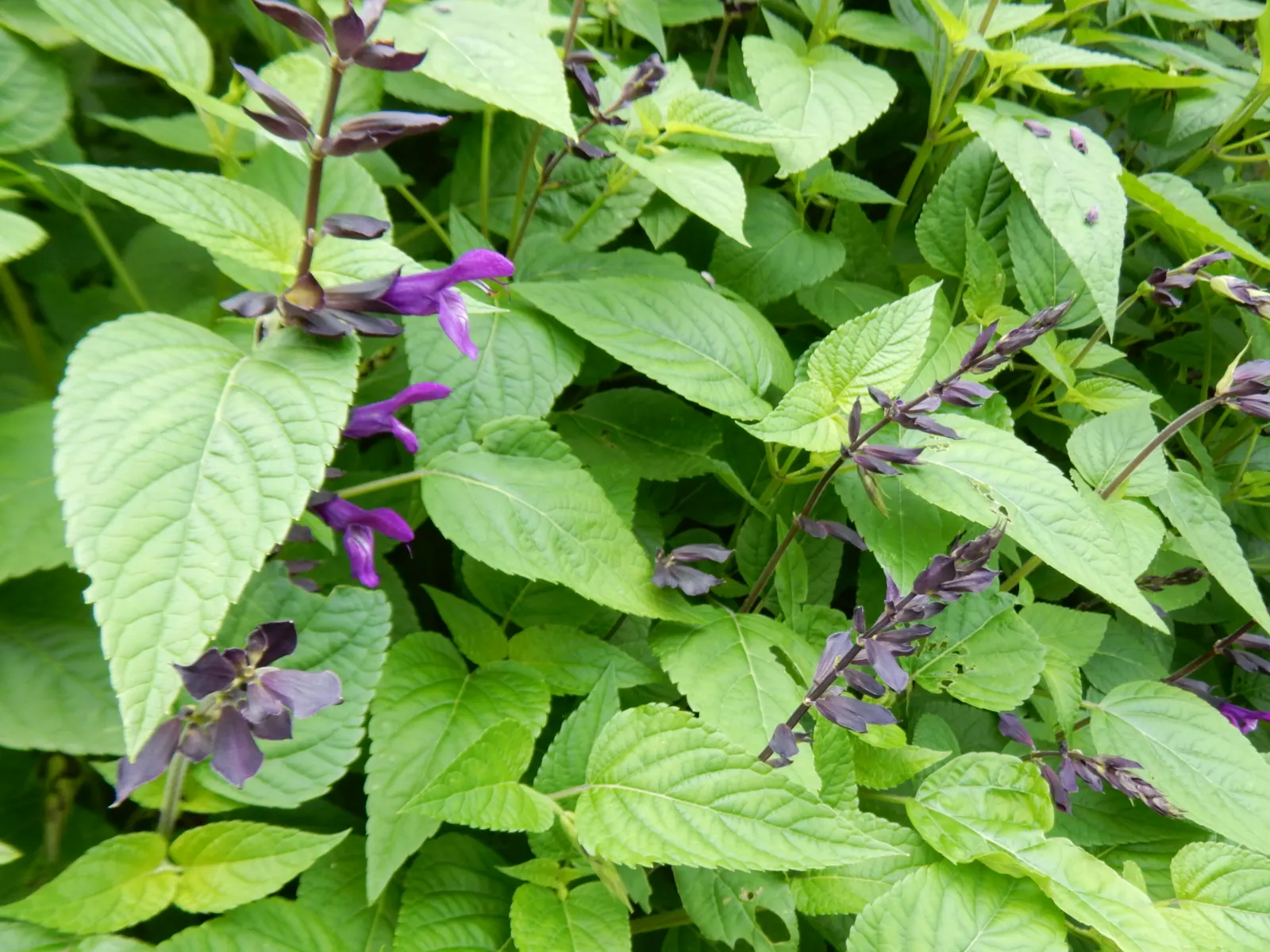 Purple Garden Sage (Salvia Officinalis 'Purpurascens') — perennial / shrub for full or half