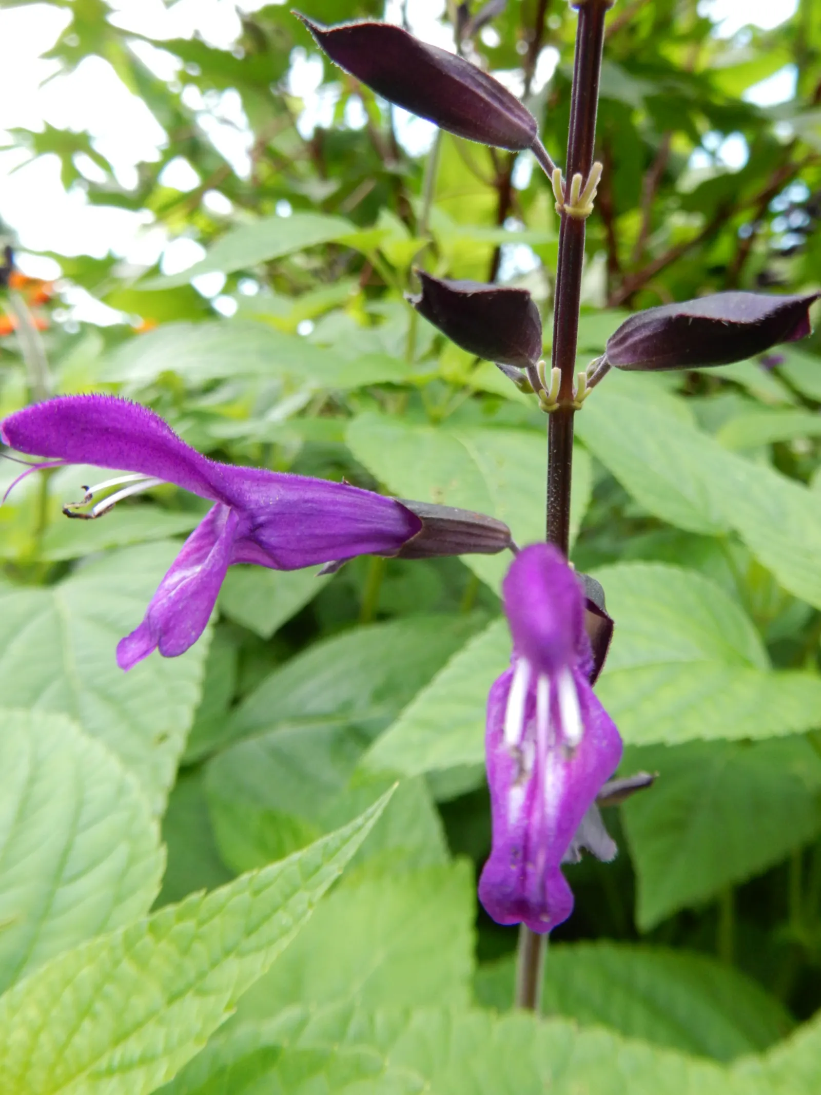 Purple Garden Sage (Salvia Officinalis 'Purpurascens') — Prefers well-drained soil and is drought tolerant once established