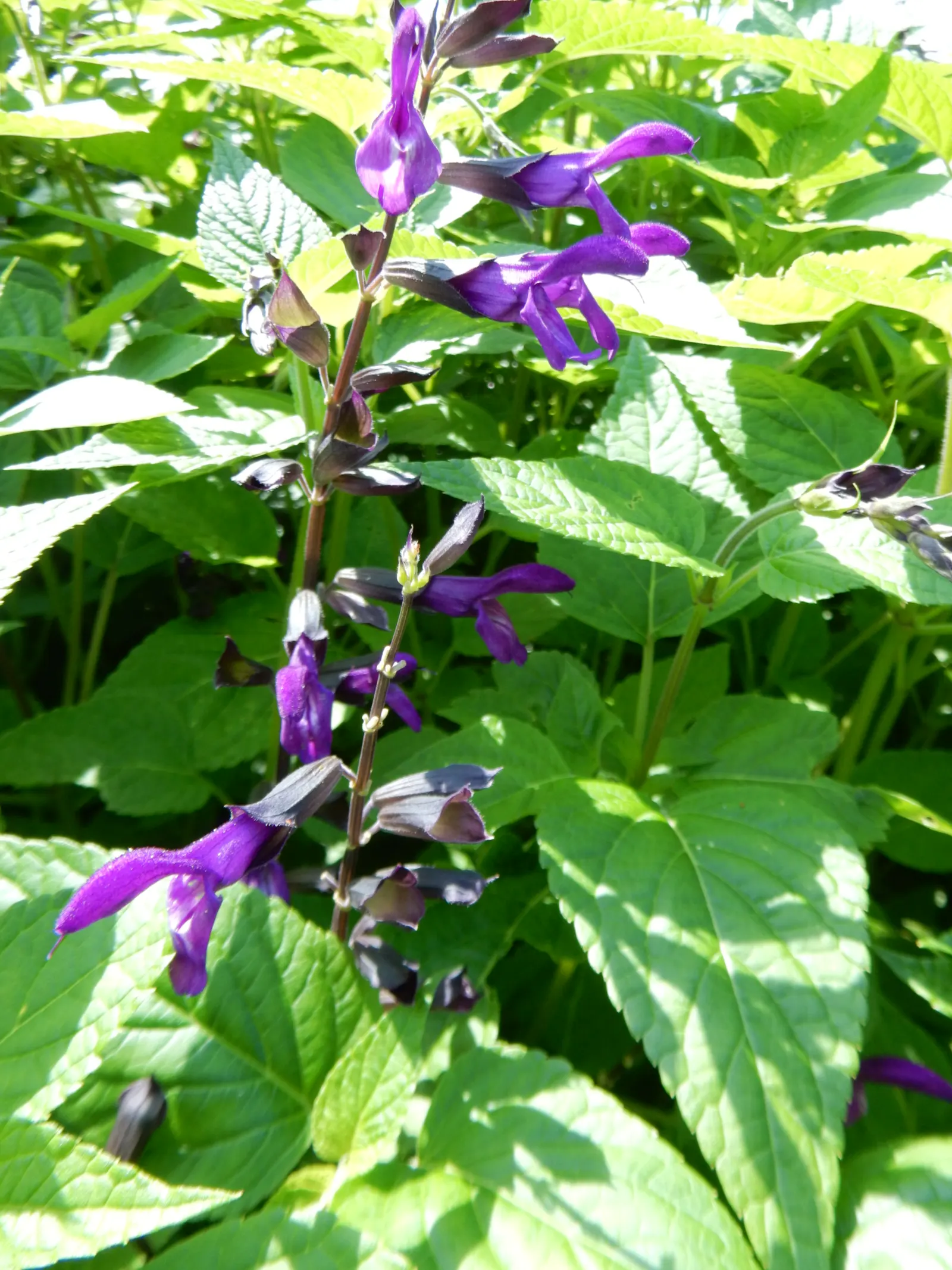 Purple Garden Sage (Salvia Officinalis 'Purpurascens') — Prefers well-drained soil and is drought tolerant once established; perennial / shrub with blue blooms