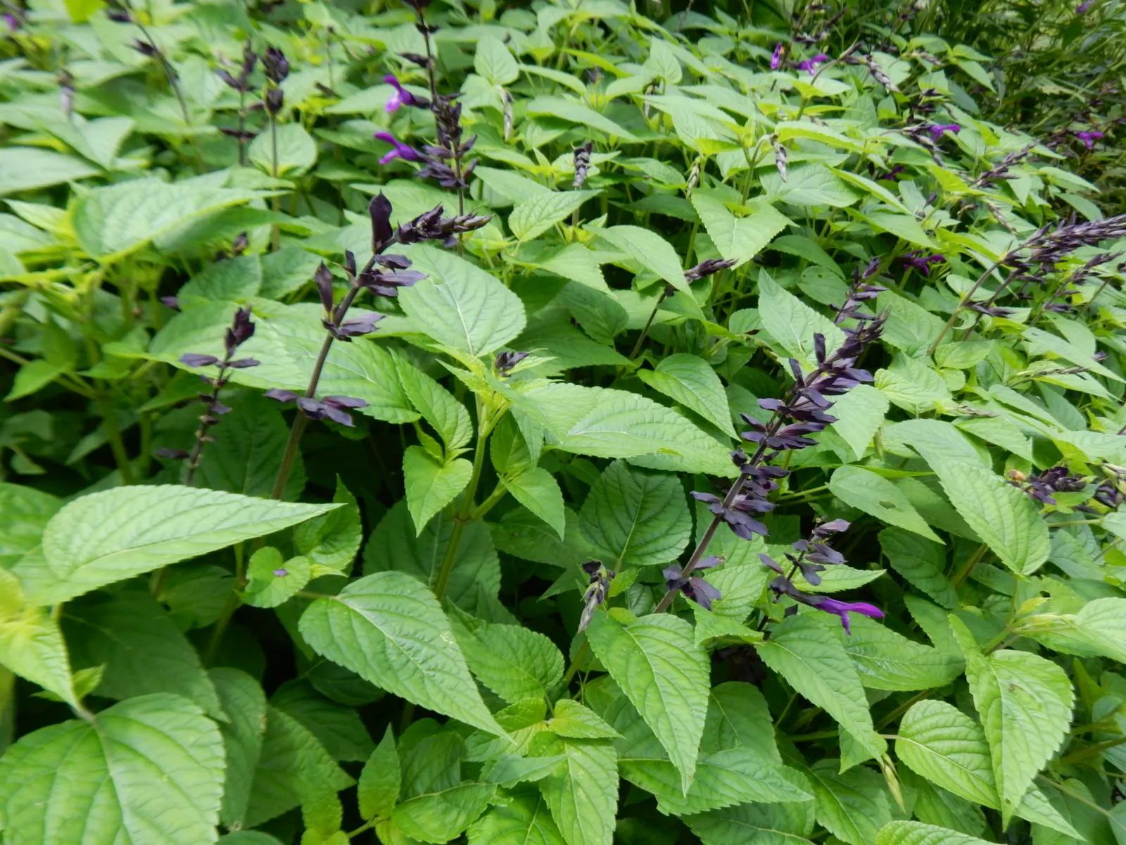 Purple Garden Sage (Salvia Officinalis 'Purpurascens') — Its striking color adds depth to herb gardens and borders, while attracting pollinators