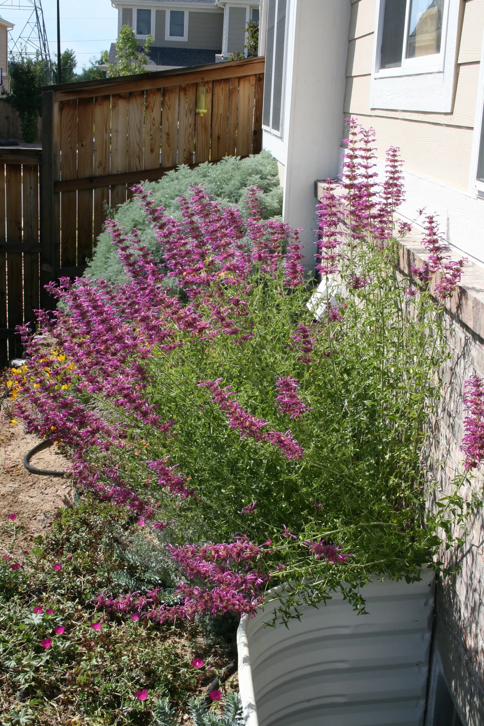 Summer Love Hummingbird Mint (Agastache 'Summer Love') — raspberry-pink blooms that stand out atop 24‚Äì36 inch tall