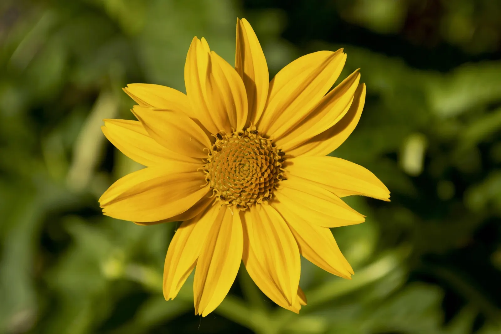 Summer Sun Oxy Eye Sunflower (Heliopsis Helianthoides 'Summer Sun') — provide a vivid splash of color throughout the summer months; this sun lover, image 103