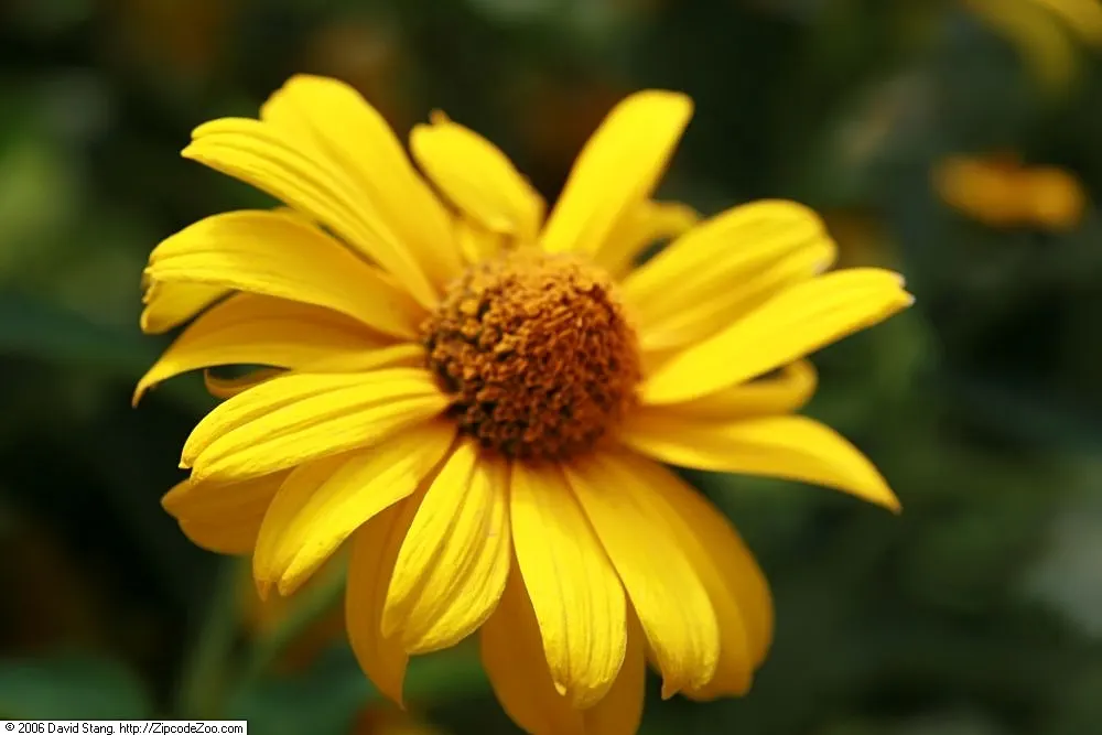 Summer Sun Oxy Eye Sunflower (Heliopsis Helianthoides 'Summer Sun') — though it flourishes best in well-drained soils; its drought tolerance and low, image 85