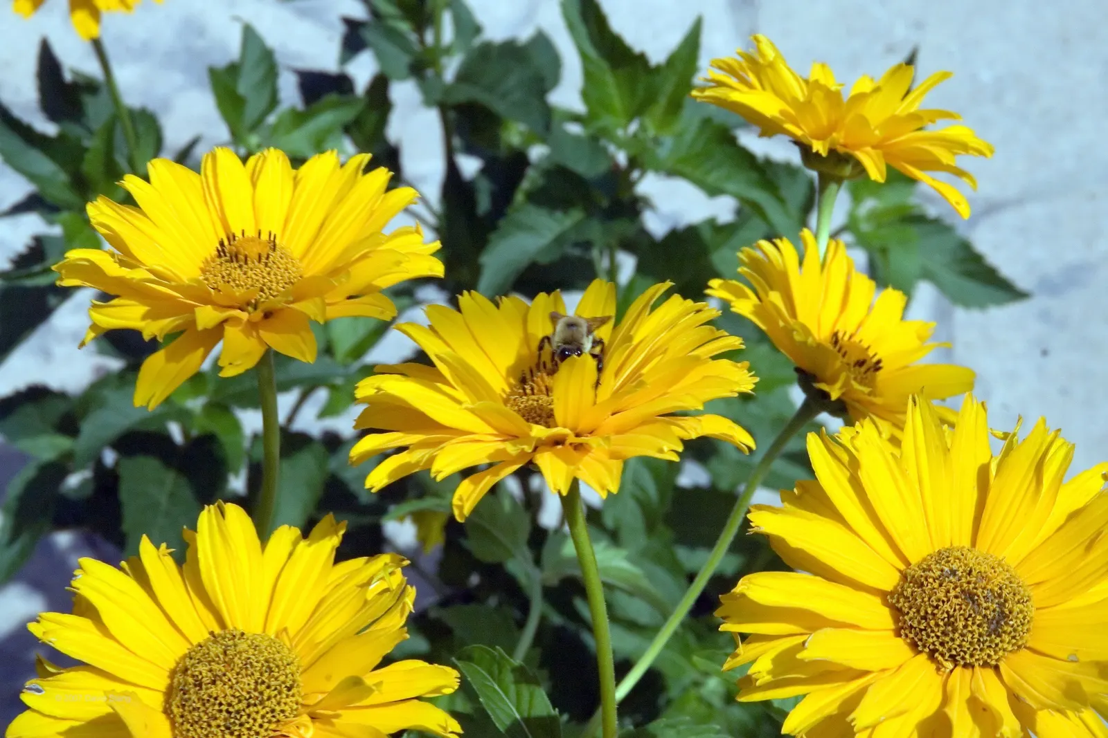 Summer Sun Oxy Eye Sunflower (Heliopsis Helianthoides 'Summer Sun') — It reaches a mature height of 3-4 feet with an equal spread; semi-double, image 73