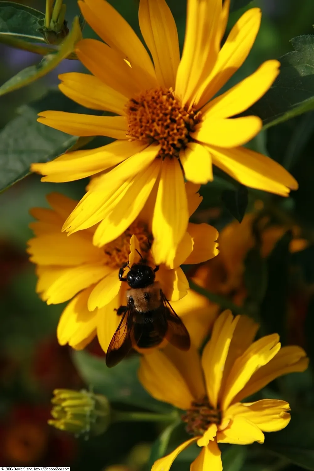 Summer Sun Oxy Eye Sunflower (Heliopsis Helianthoides 'Summer Sun') — low-maintenance choice for vibrant landscapes; though it flourishes best in, image 52