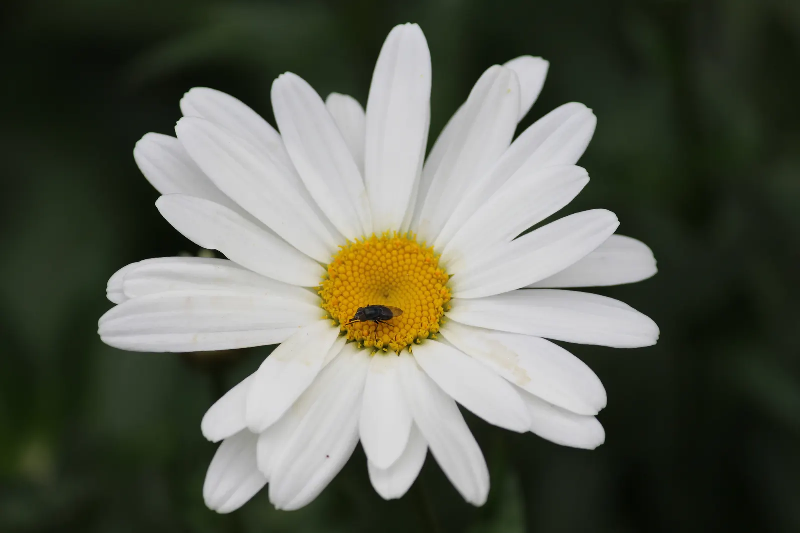 Summer Sun Oxy Eye Sunflower (Heliopsis Helianthoides 'Summer Sun') — low-maintenance choice for vibrant landscapes