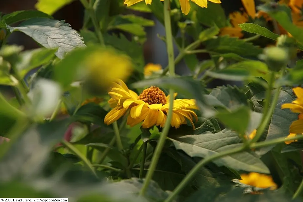 Summer Sun Oxy Eye Sunflower (Heliopsis Helianthoides 'Summer Sun') — low-maintenance choice for vibrant landscapes; though it flourishes best in, image 98