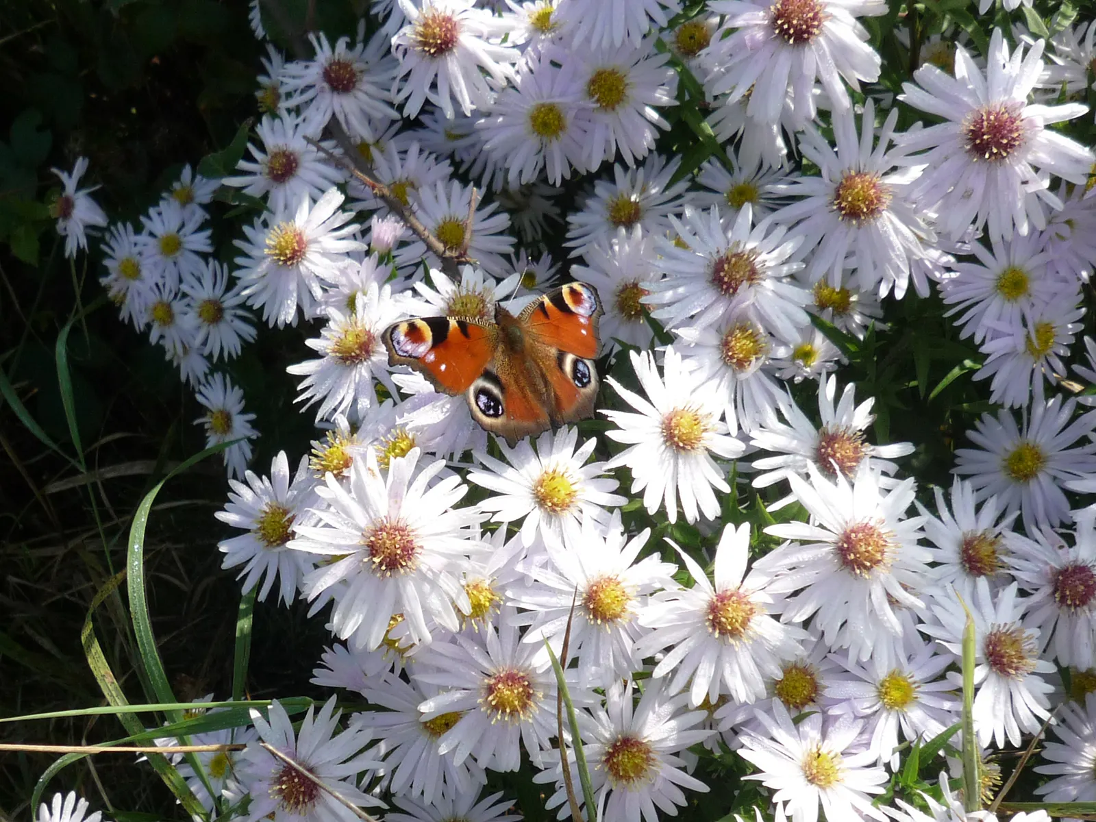 Summer Sun Oxy Eye Sunflower (Heliopsis Helianthoides 'Summer Sun') — gold flowers in the garden; low-maintenance choice for vibrant landscapes, image 90