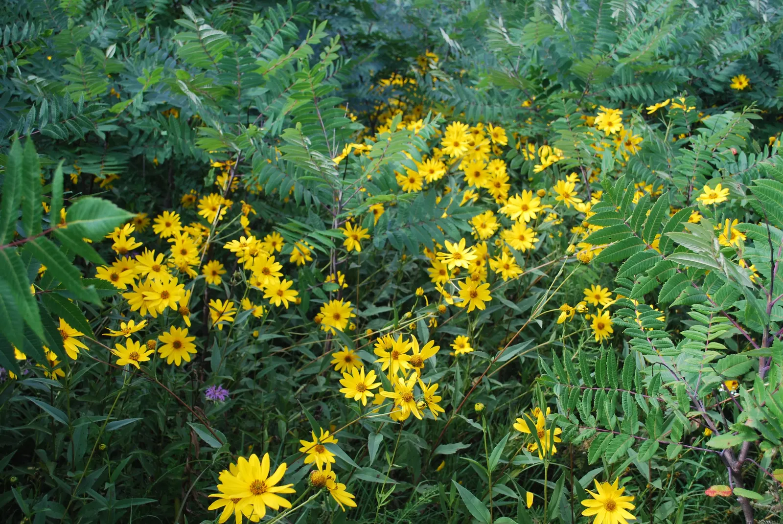 Summer Sun Oxy Eye Sunflower (Heliopsis Helianthoides 'Summer Sun') — This sun lover thrives in USDA Zones 3-9; this robust plant boasts daisy-like flowers