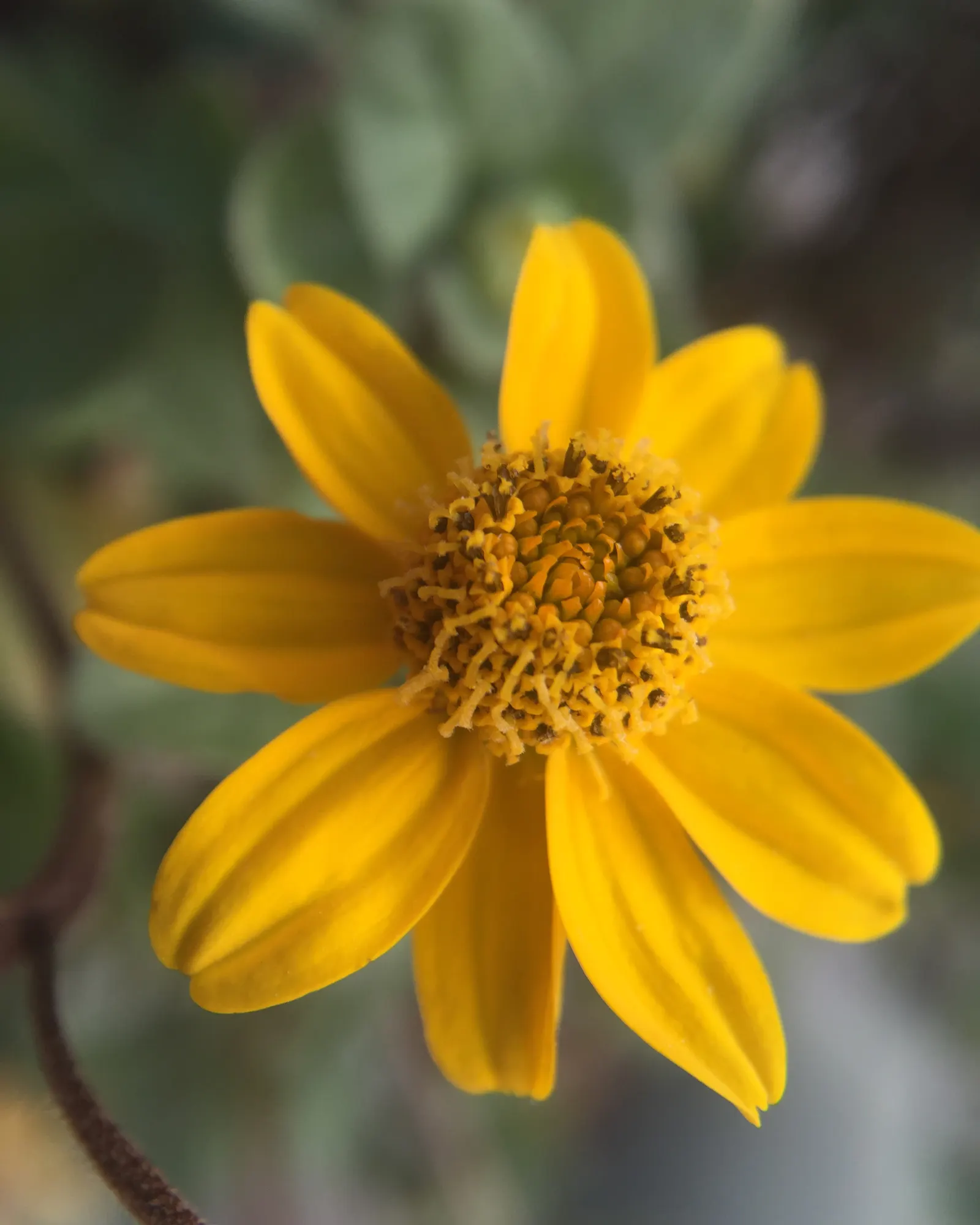 Summer Sun Oxy Eye Sunflower (Heliopsis Helianthoides 'Summer Sun') — commonly referred to as the Summer Sun Oxy Eye Sunflower
