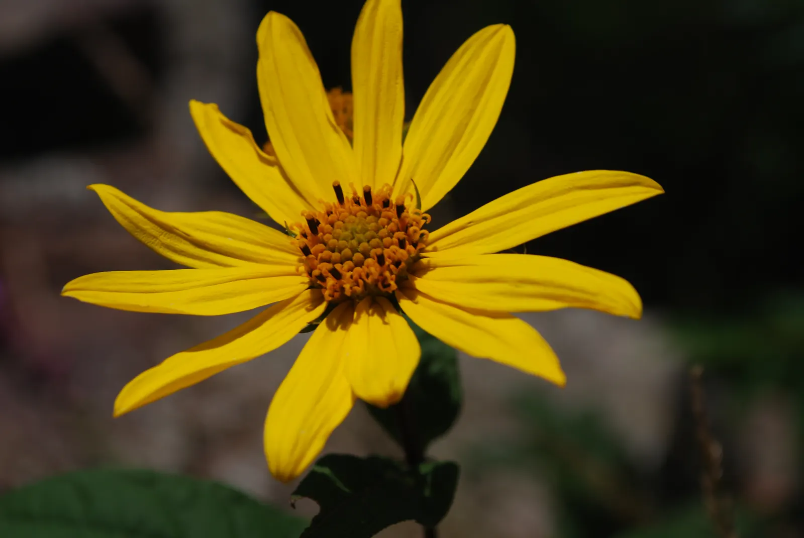 Summer Sun Oxy Eye Sunflower (Heliopsis Helianthoides 'Summer Sun') — This robust plant boasts daisy-like flowers with golden yellow petals, image 32